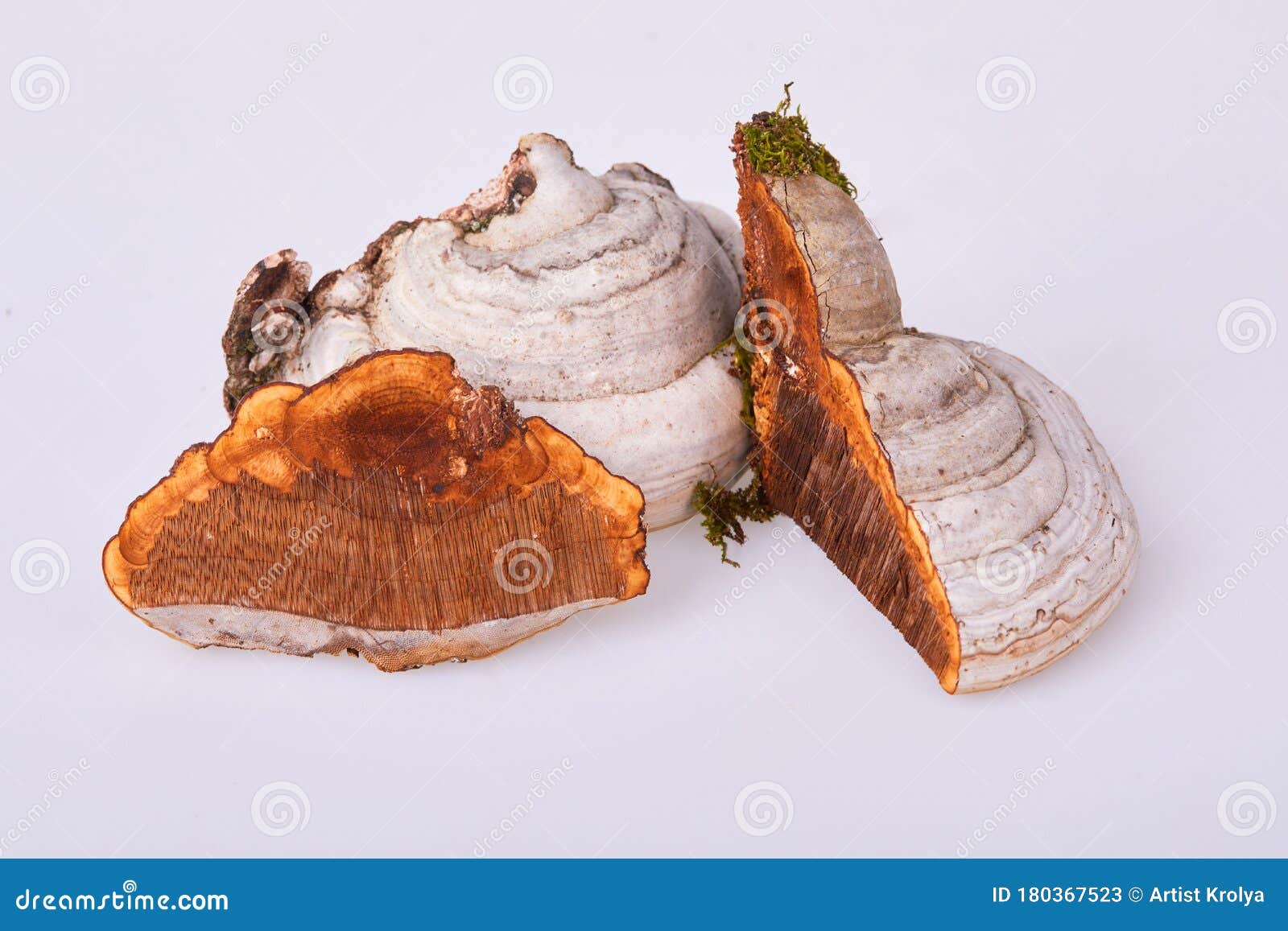 fomes fomentarius is a mushroom, which grows at different trees,