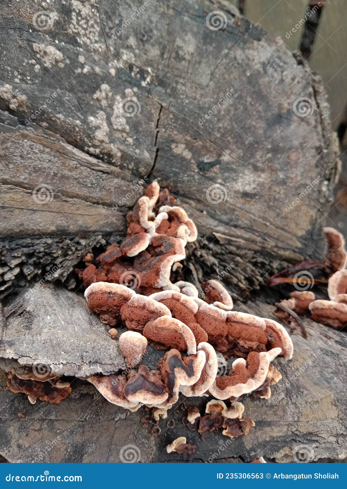 fomitopsis cajanderi is a widely distributed bracket fungus. commonly known as the rosy conk