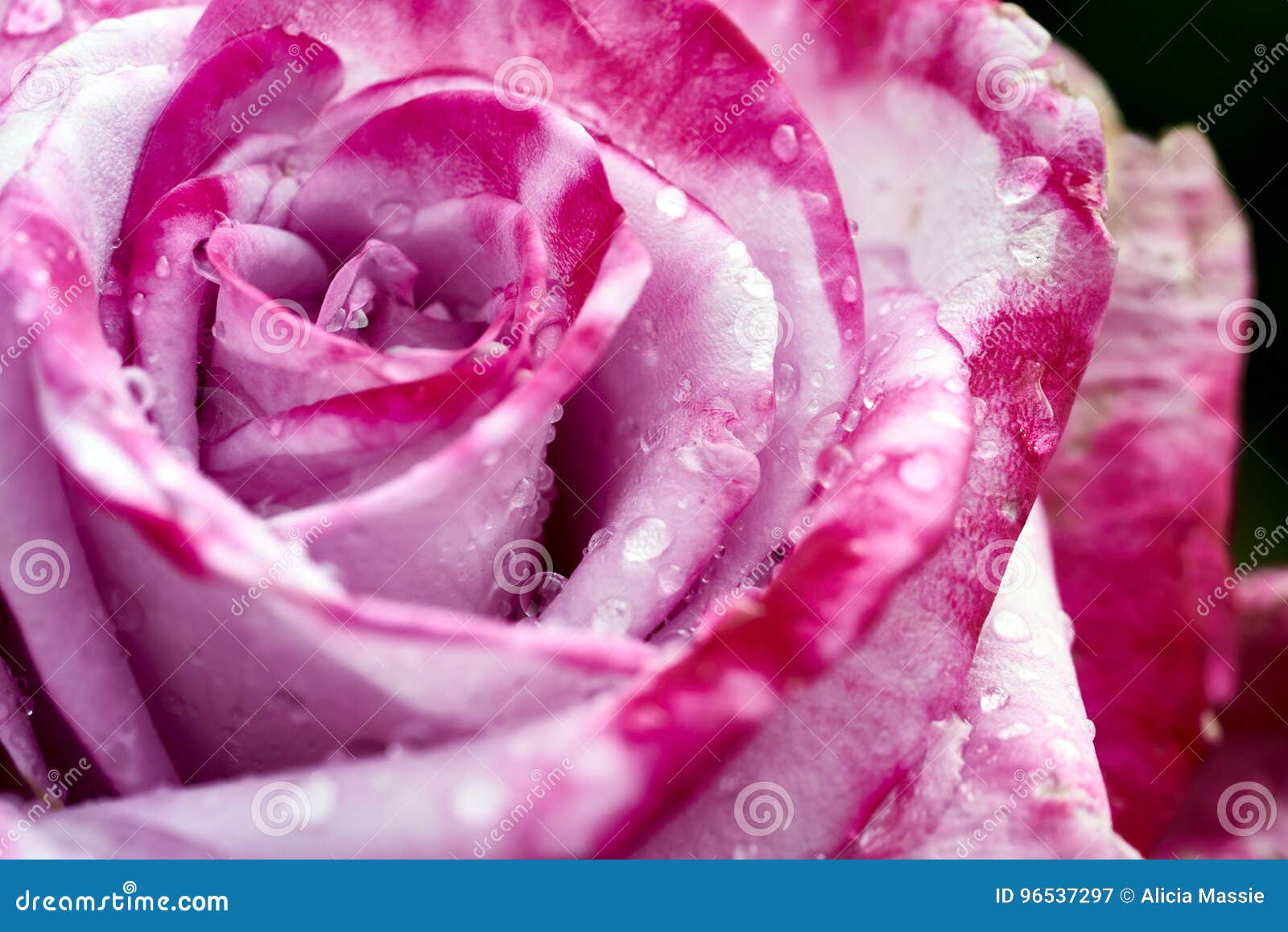 fonce et rose clair colores s est leve apres une pluie soudaine de la californie du sud image stock image du ensuite bijoux 96537297