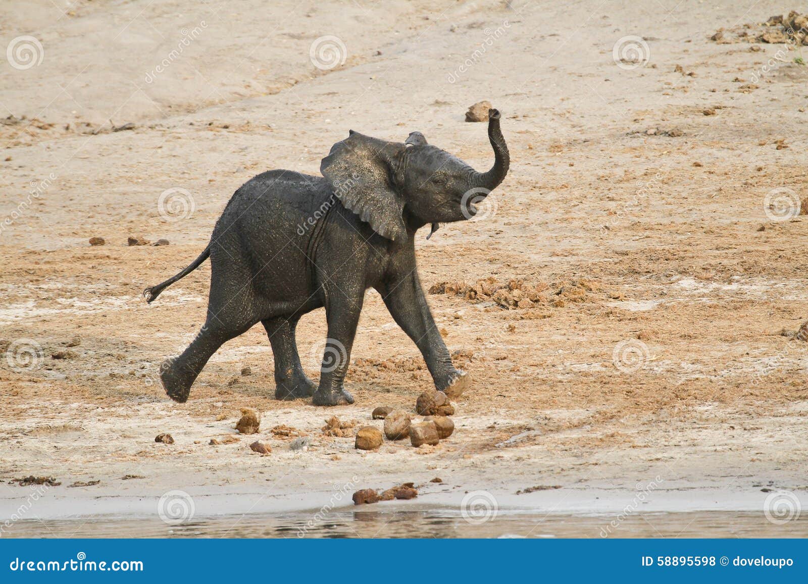 Fonctionnement D'éléphant Africain De Bébé Photo stock - Image du