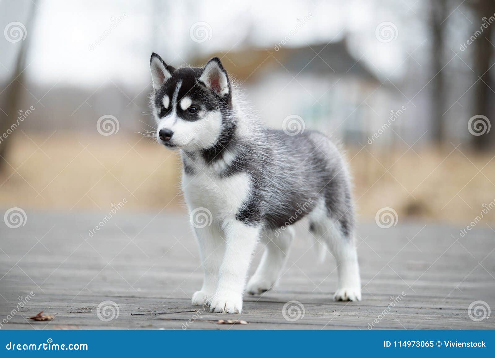 Fonctionnement Noir Et Blanc Mignon De Chien De Traineau Siberien De Chiot Au Sol Image Stock Image Du Yeux Heureux