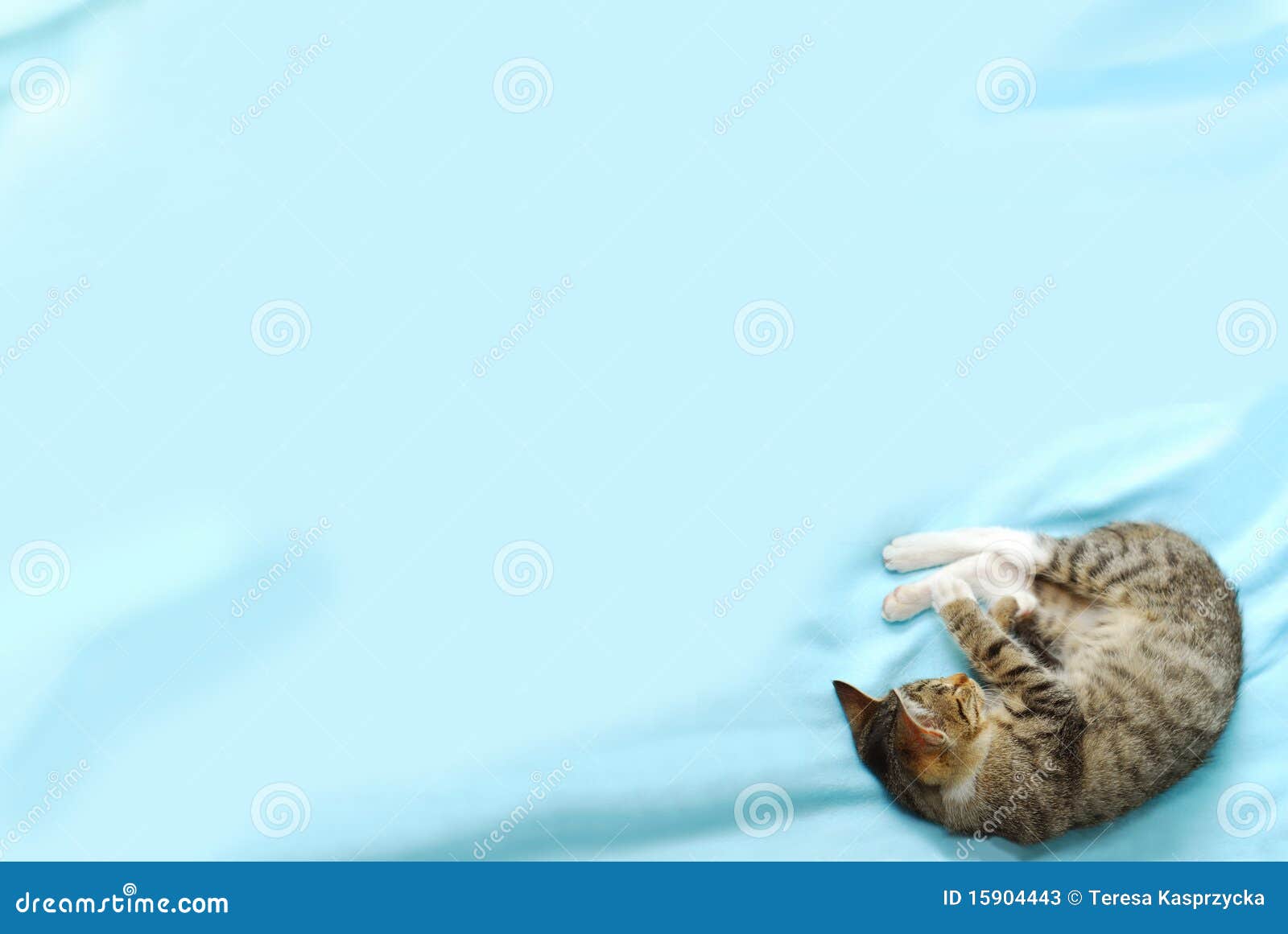 Fond Avec Le Chat De Sommeil Dans Le Bon Coin Image Stock