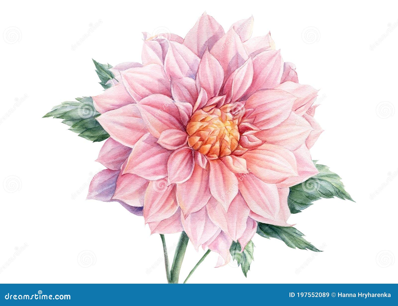 Fond Blanc Isolé Par Couleur Rose Dahlia Botanique D'aquarelle, Fleurs  Délicates Illustration Stock - Illustration du anniversaire, décoration:  197552089