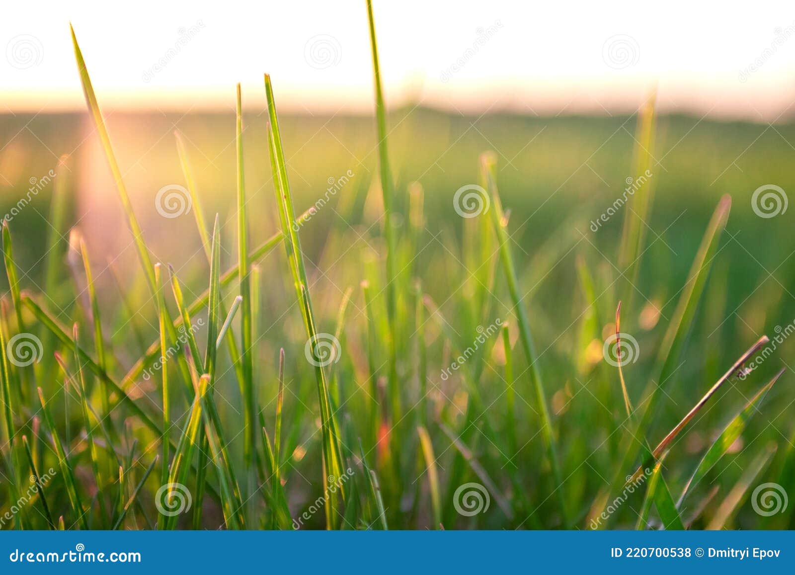 ciel bleu soleil et herbe verte - paysage vert - prairie