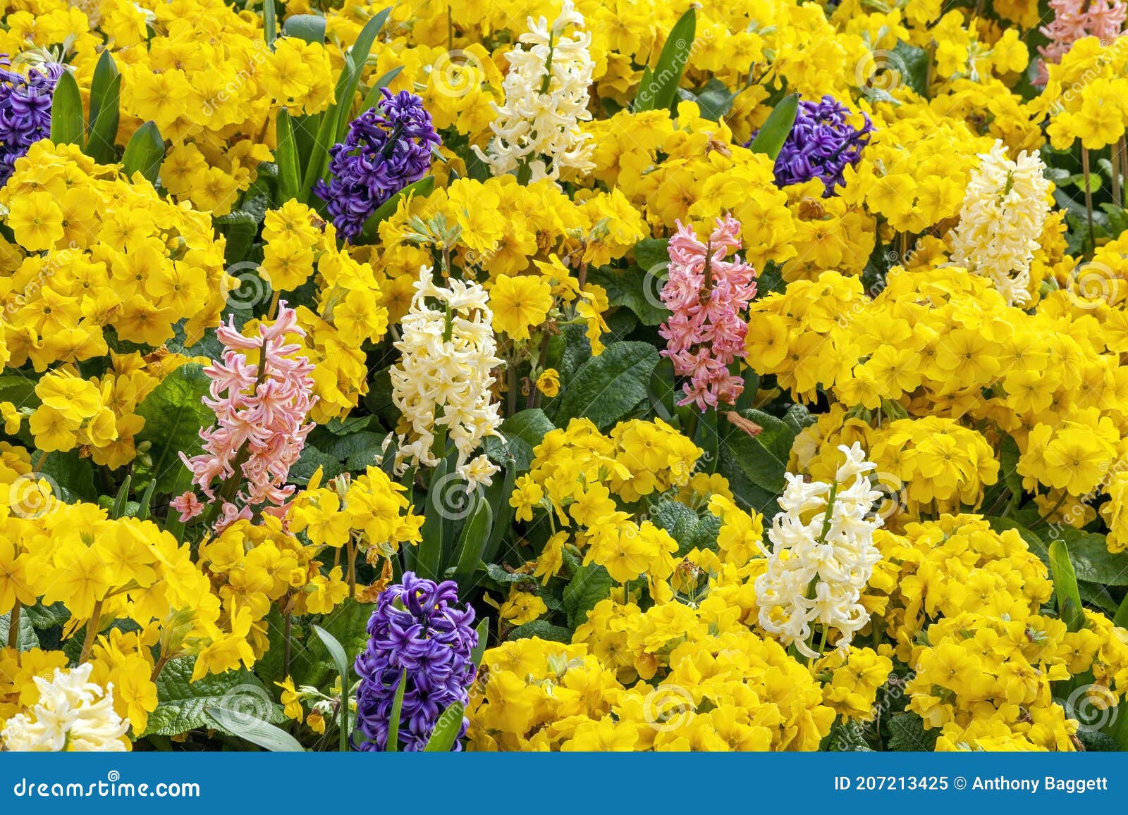 Fond De Lit De Fleurs De Printemps Des Jacinthes Orange Et Blanc Avec Des  Plantes Jaunes De Primrose Hill Image stock - Image du marche, éternel:  207213425