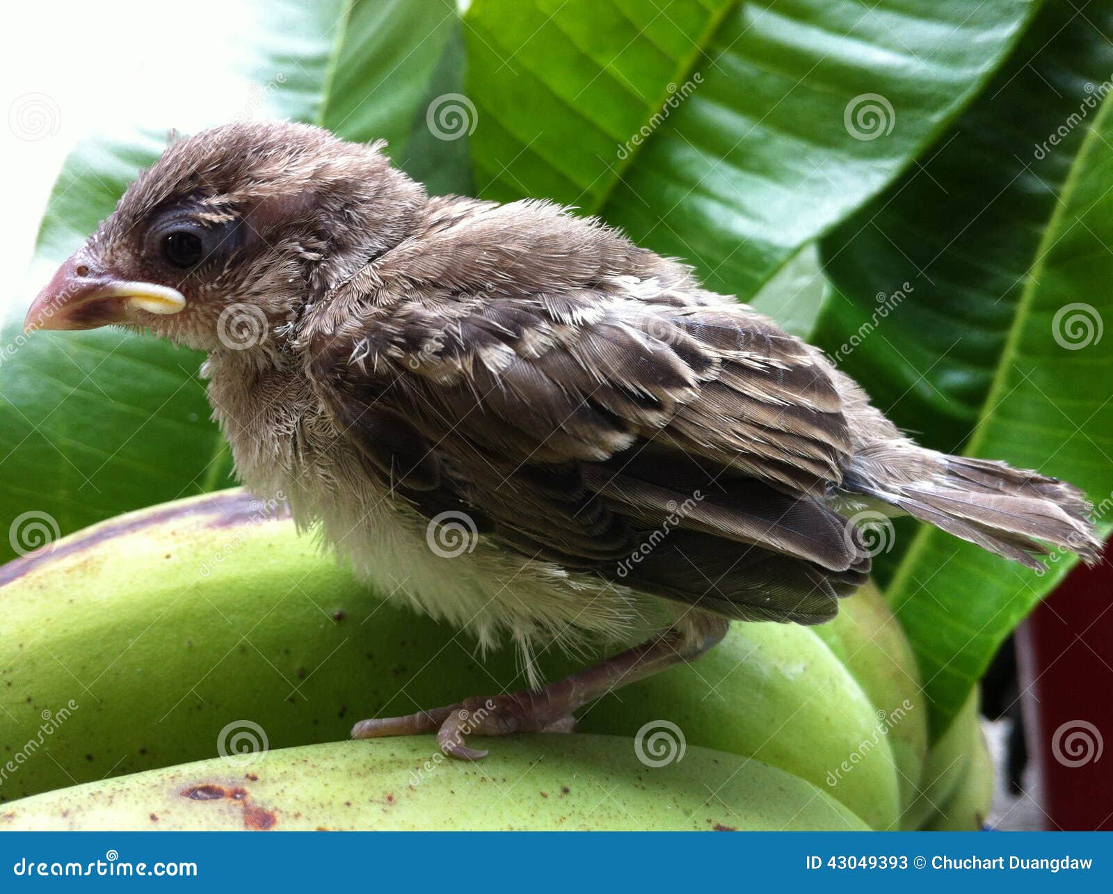 Fond De Nature De Vert D Arbre De Bebe D Enfants D Oiseaux Beau Image Stock Image Du Cheri Fond Fond De Nature De Vert D Arbre De Bebe D Enfants D Oiseaux Beau Image Stock Image Du Cheri Fond