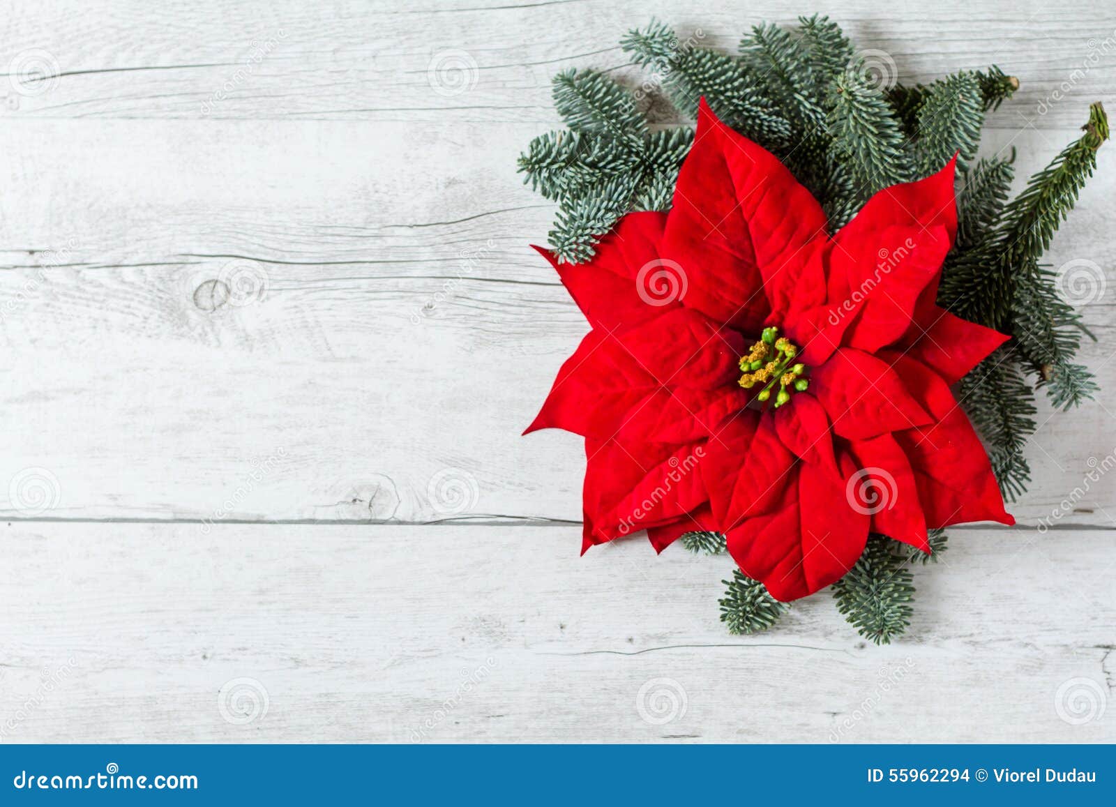 Fond De Noël Avec La Fleur D'étoile De Poinsettia Photo stock - Image du  blanc, salutation: 55962294