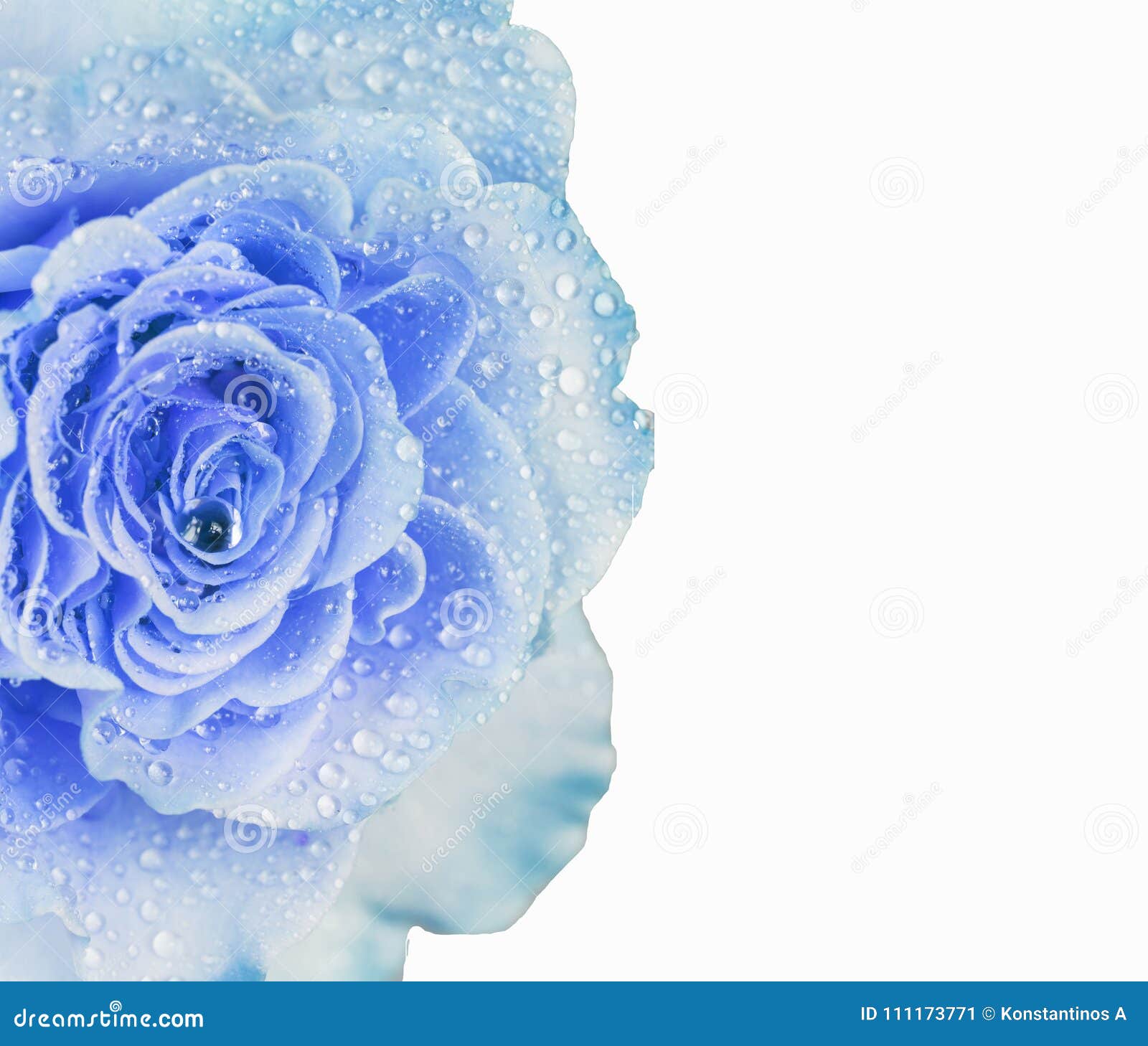Fond De Spign De Rose De Bleu D'isolement Dans Le Blanc Image stock - Image  du conception, sensible: 111173771