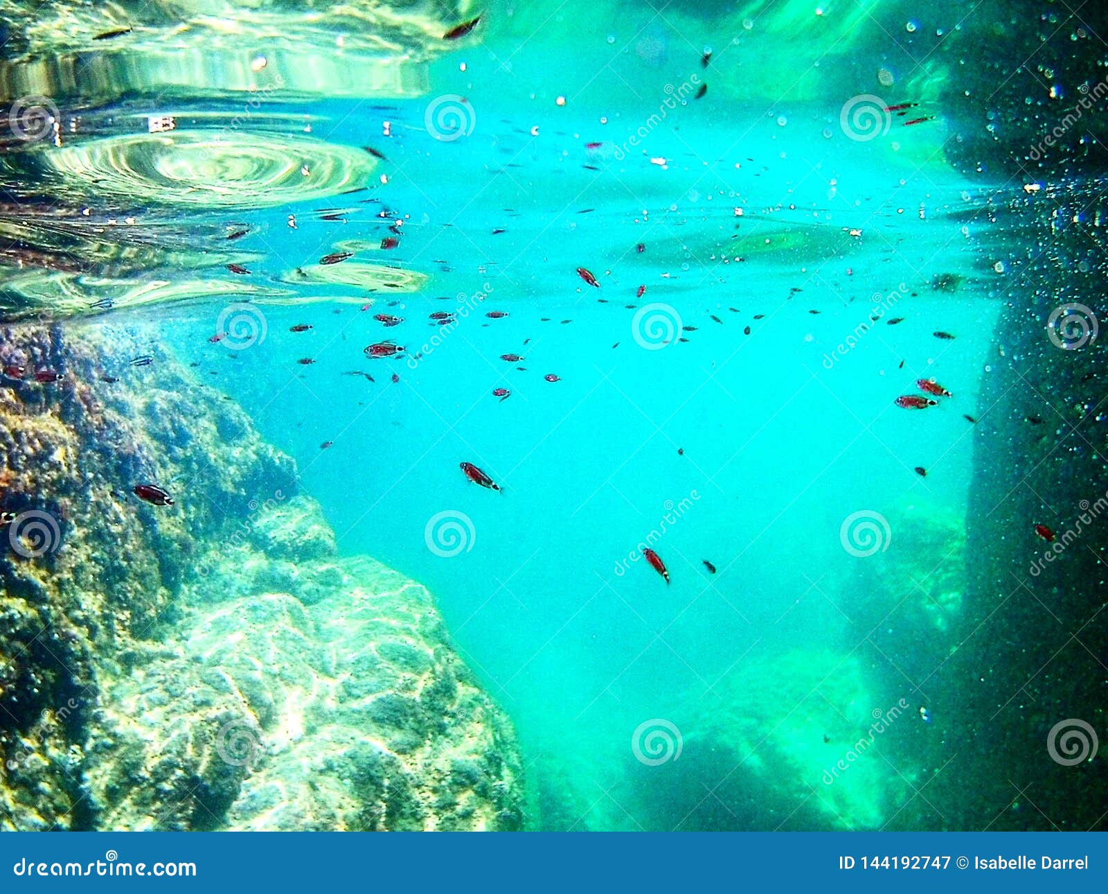 Seabed Fond Marin Stock Image Image Of Ocean Fond