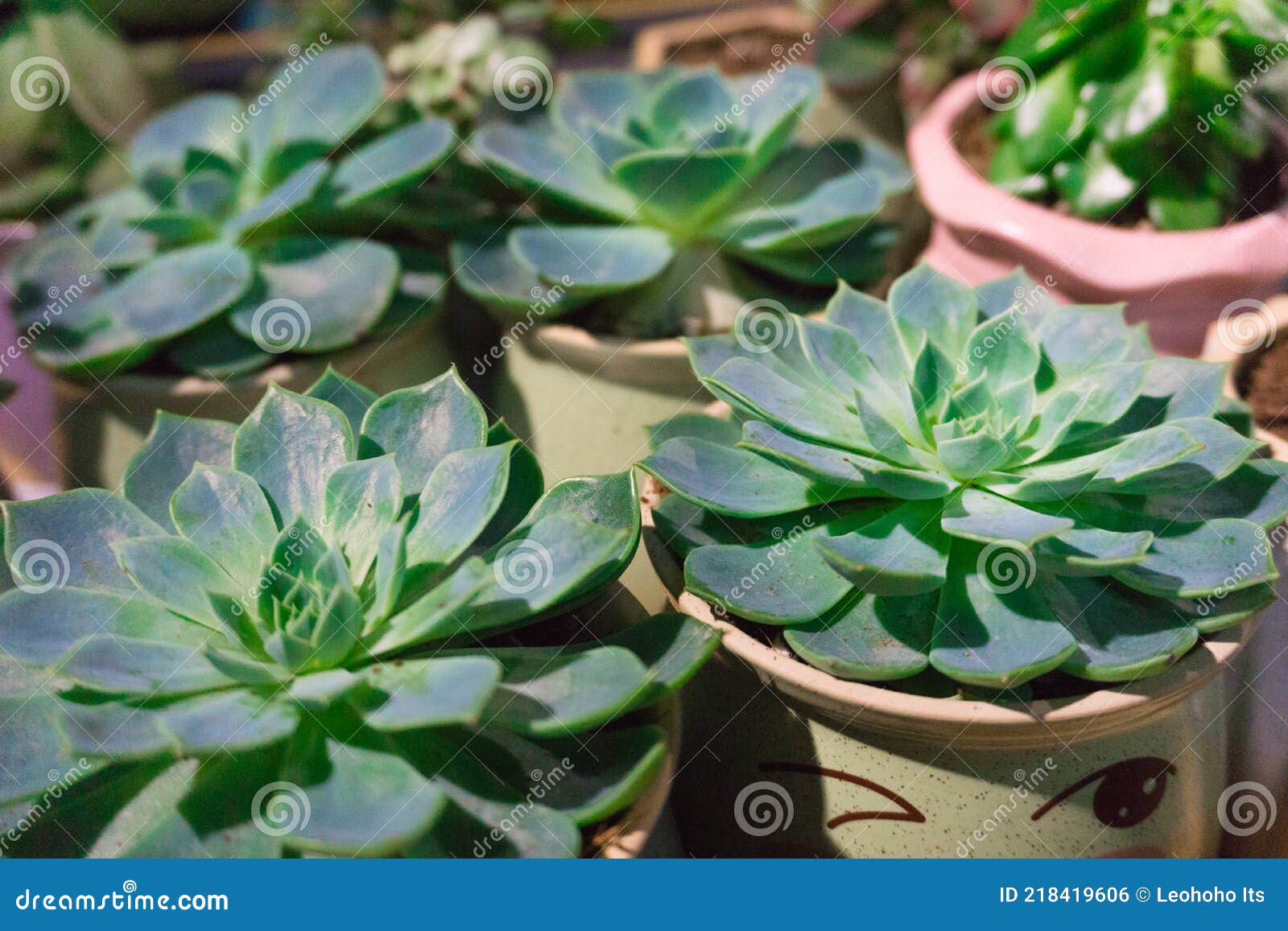 https://thumbs.dreamstime.com/z/fond-naturel-cactus-plante-succulente-belle-echeveria-floraison-plantes-succulentes-vue-du-haut-beaucoup-de-belles-en-arri%C3%A8re-218419606.jpg