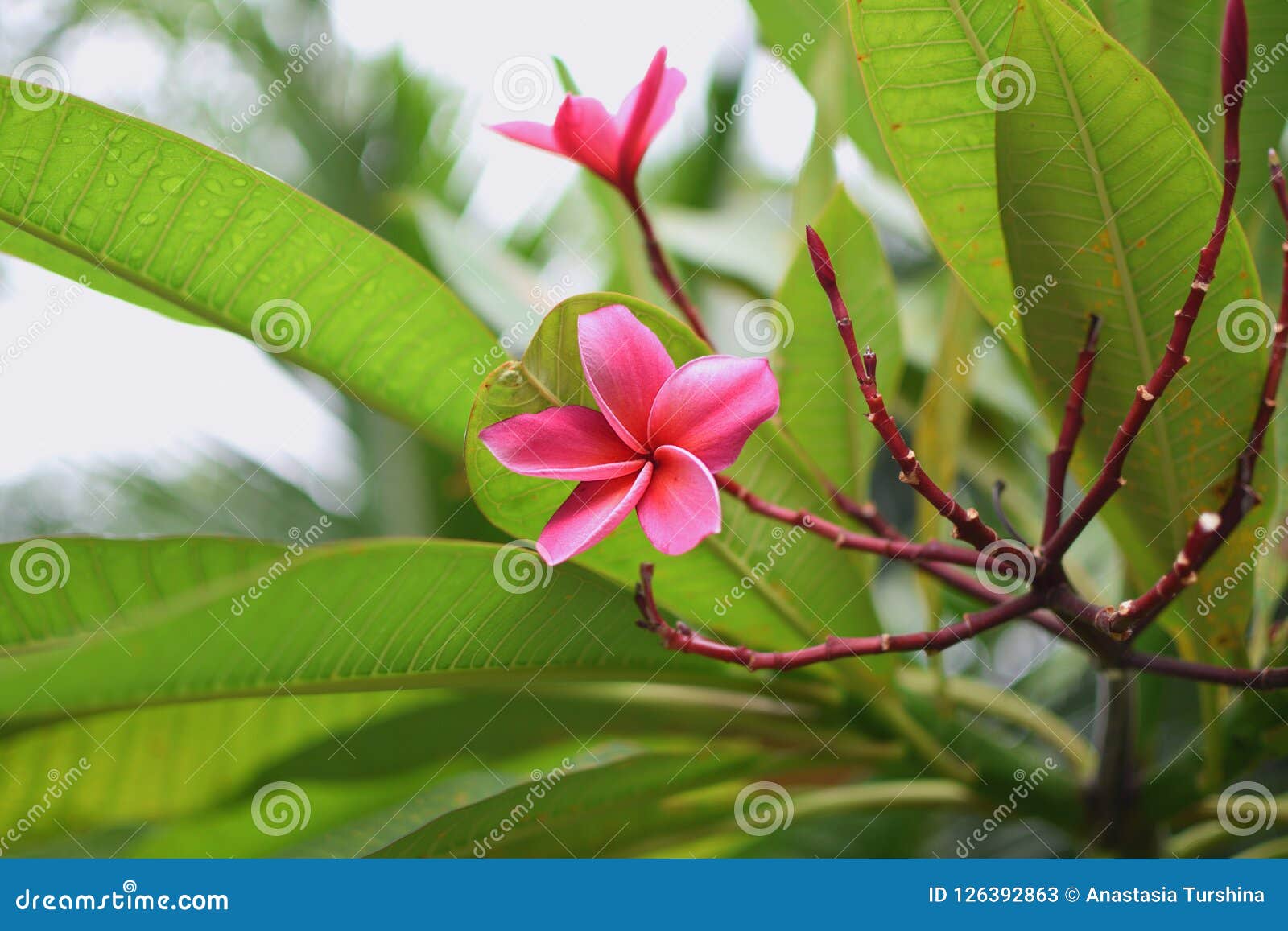 Photos de Fleur De Tiare - Photos de stock gratuites et libres de droits de  Dreamstime