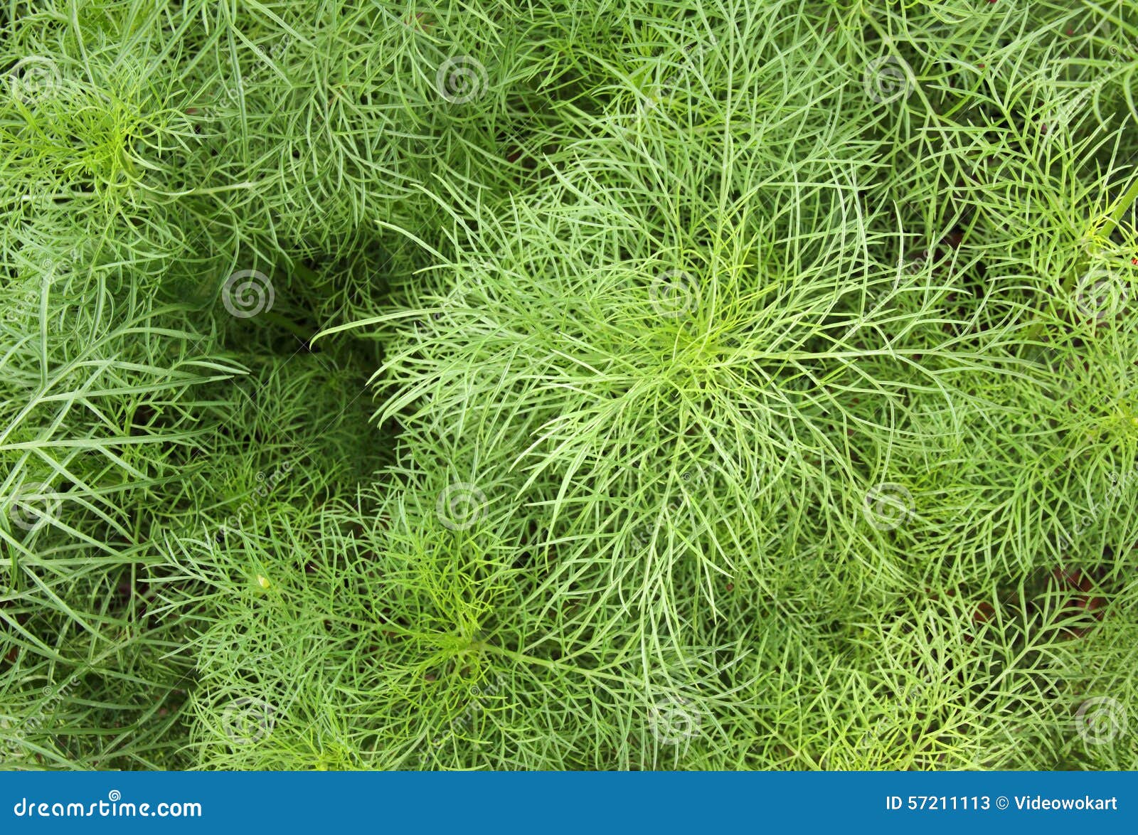 Fond Vert De Feuille (fleur De Cosmos) Image stock - Image du  configuration, feuillage: 57211113