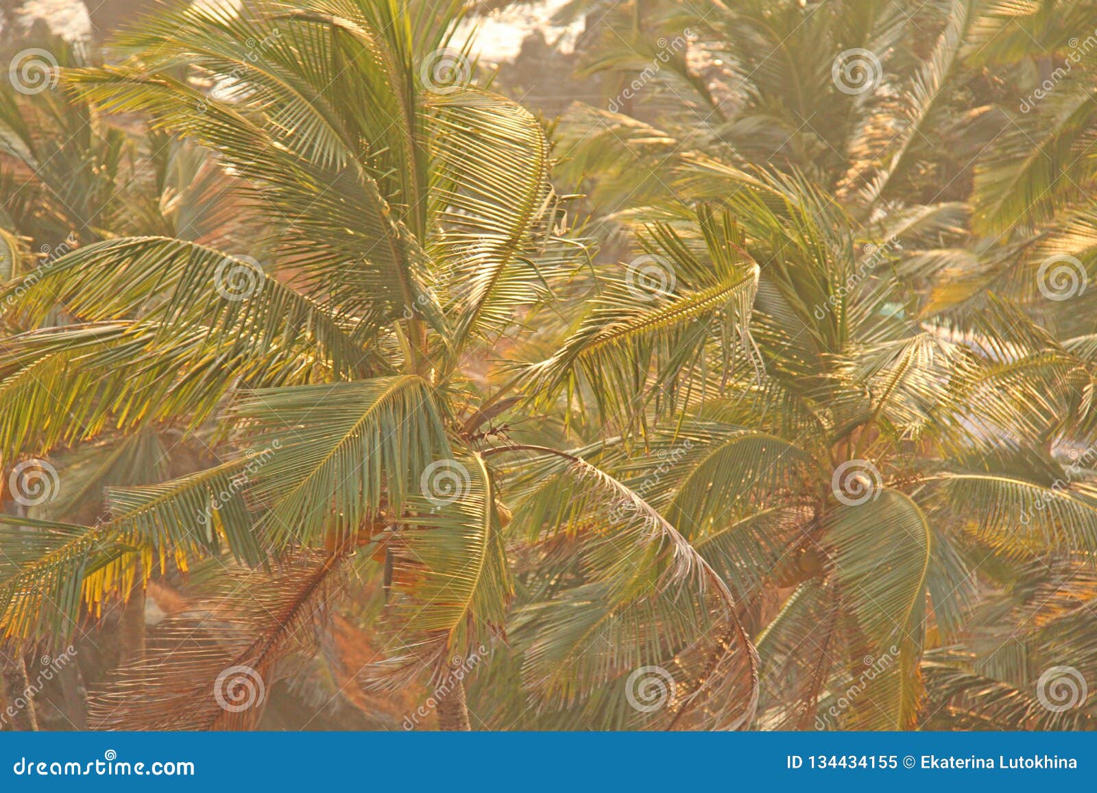 Avoir Images Fond Vert Des Palmiers Fond Tropical Exotique Palmier Ou Verger le plus cool salutations