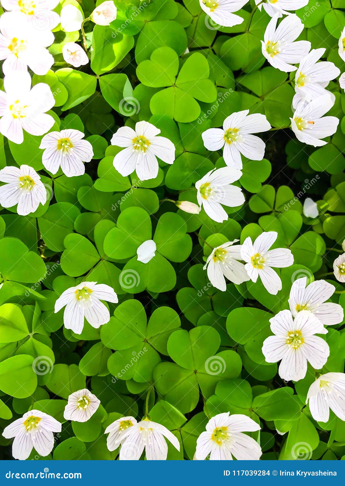 Fond Vert, Modèle Des Feuilles Avec De Petites Fleurs Blanches Photo stock  - Image du normal, petit: 117039284