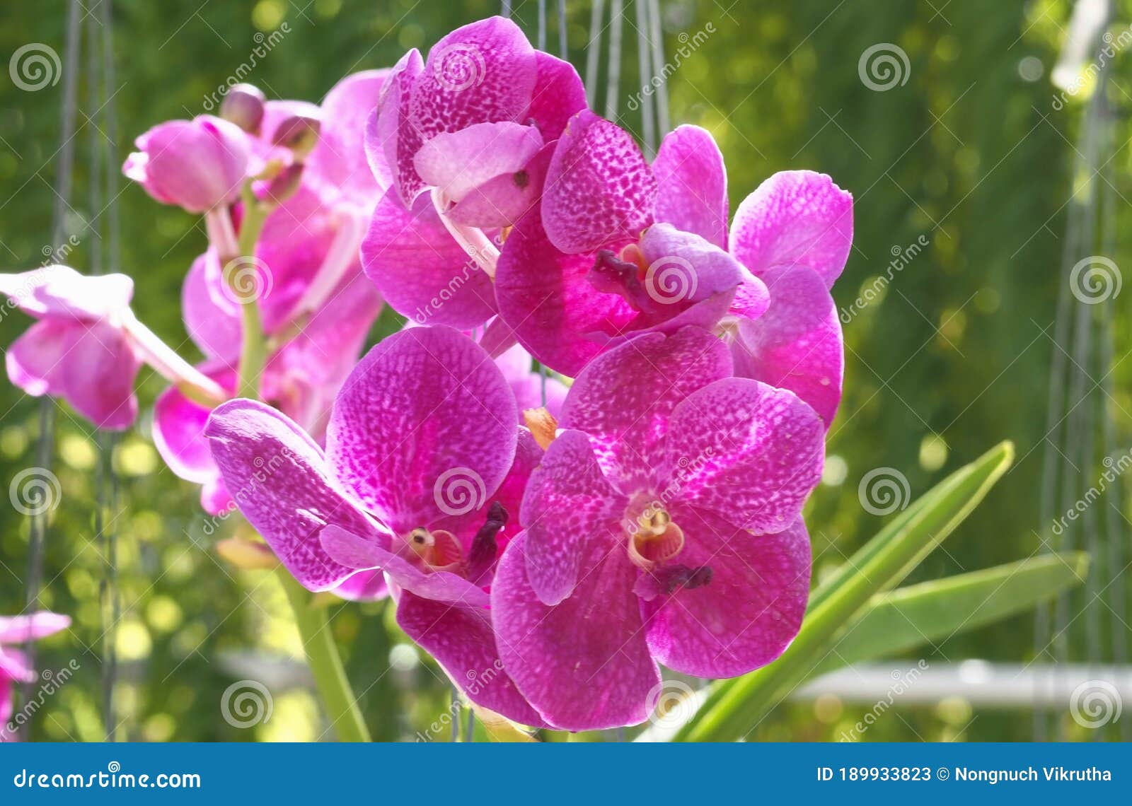 Fondo Abstracto De Las Orquídeas Púrpura Vanda Foco De Hermosas Vanda Flores.  Imagen de archivo - Imagen de cuidado, flor: 189933823