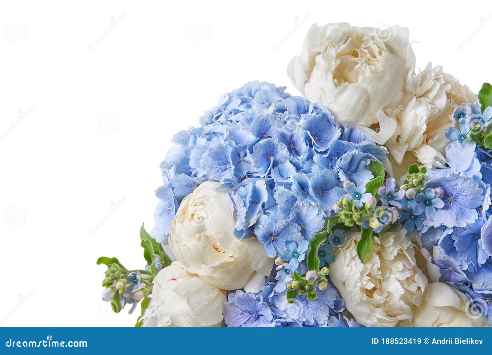Fondo Con Bellas Flores Blancas Y Azules Peonías. Imagen de archivo -  Imagen de primer, pastel: 188523419