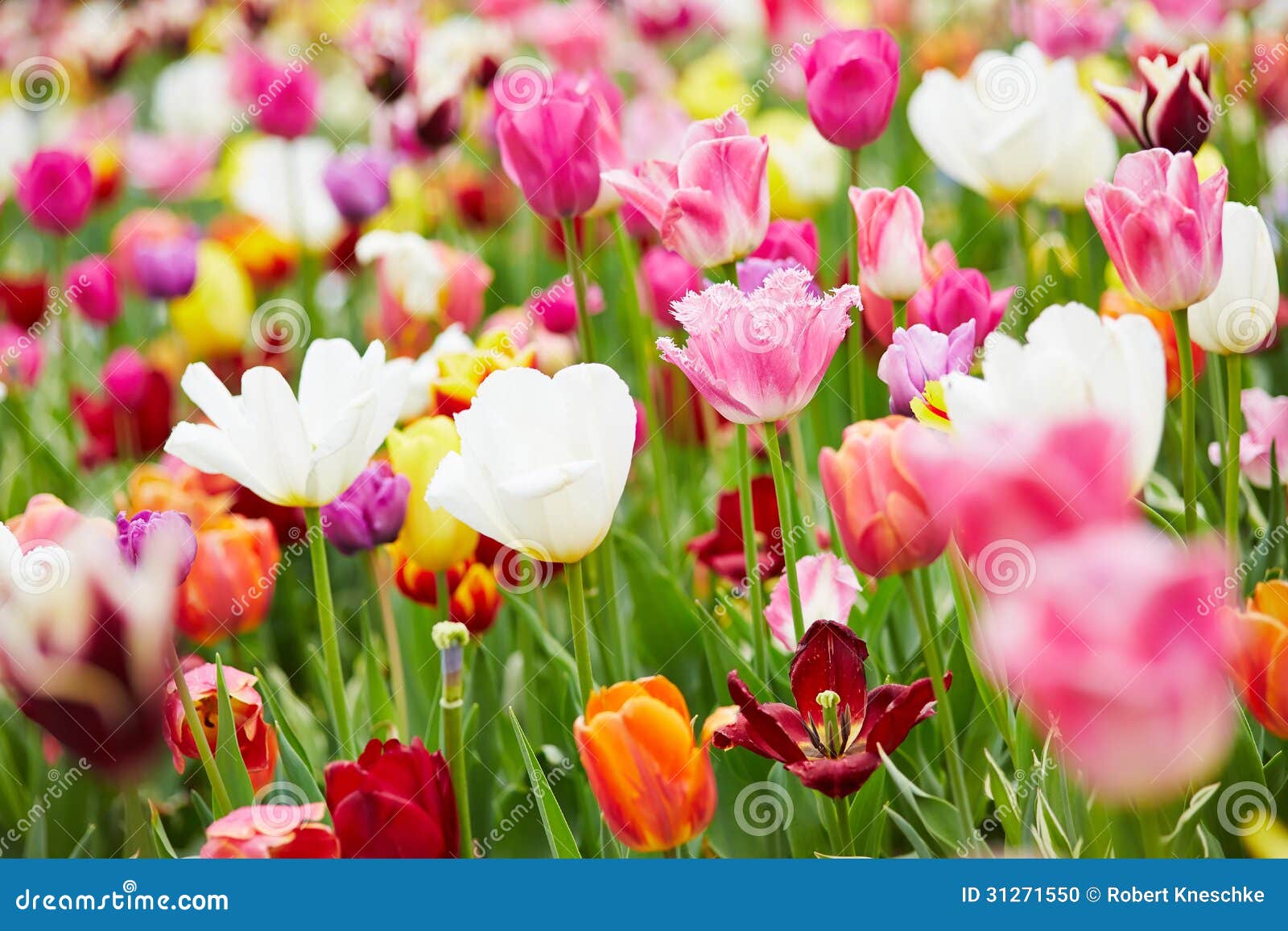 Fondo Con Muchas Flores Coloridas Foto de archivo - Imagen de hermoso,  exterior: 31271550