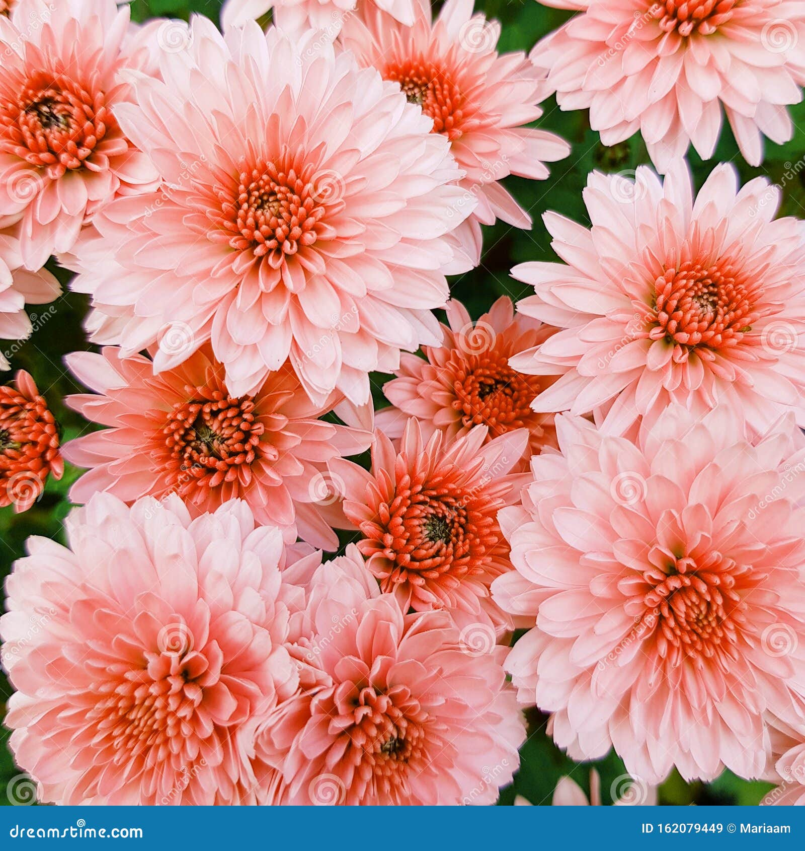 Fondo De Crisantemos Con Grandes Flores Imagen de archivo - Imagen de  fondo, grande: 162079449