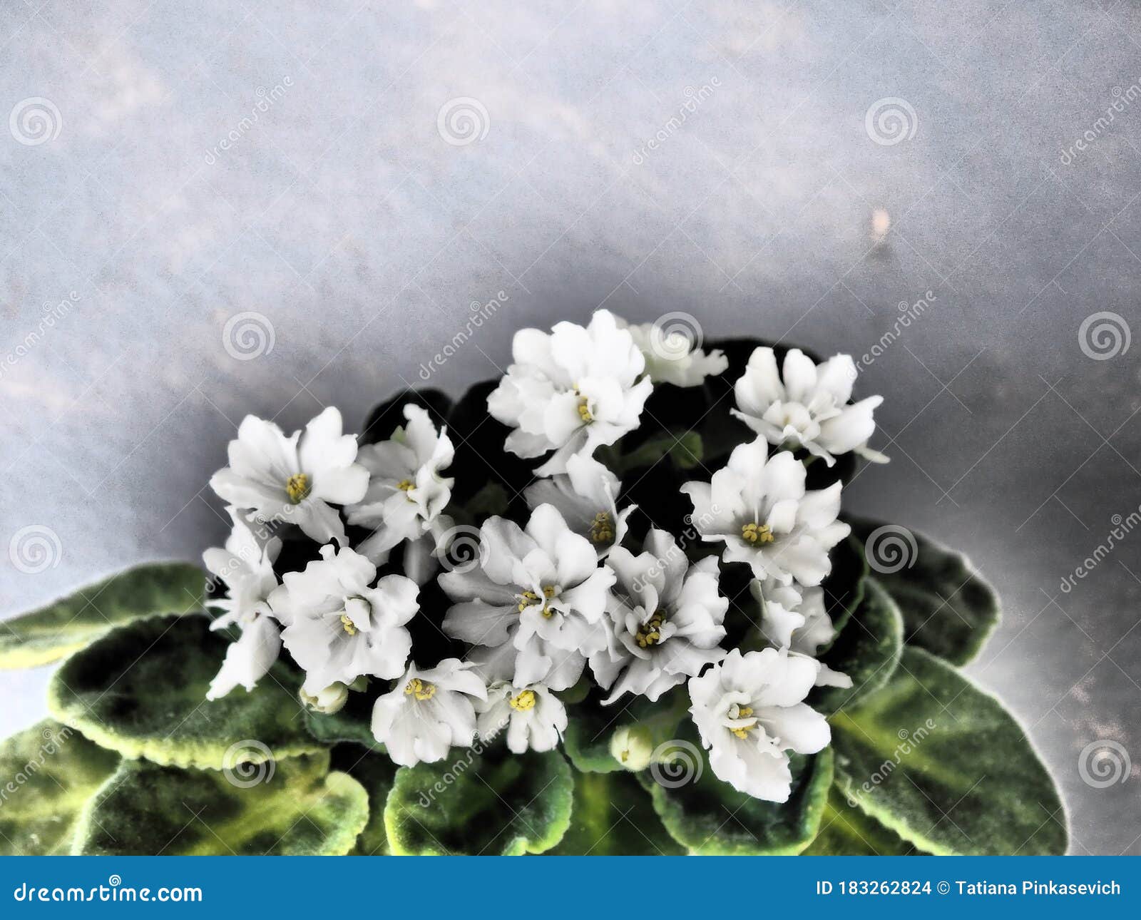 Fondo De Flor. Violeta Blanca En Un Procesamiento De Fondo Gris Foto de  archivo - Imagen de houseplant, cubo: 183262824