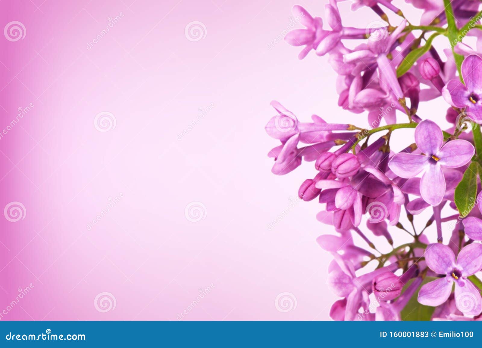 Fondo De Flores Moradas De Lilo Con Espacio Para Copiar Imagen de archivo -  Imagen de decorativo, ramo: 160001883