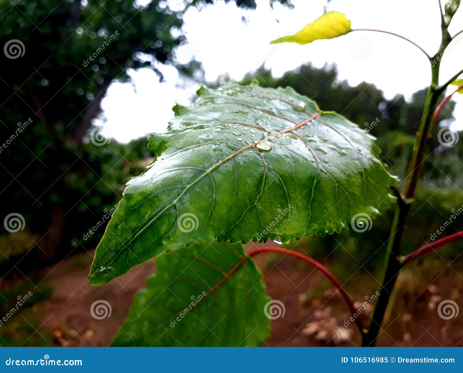 hoja con mojada wet leaf