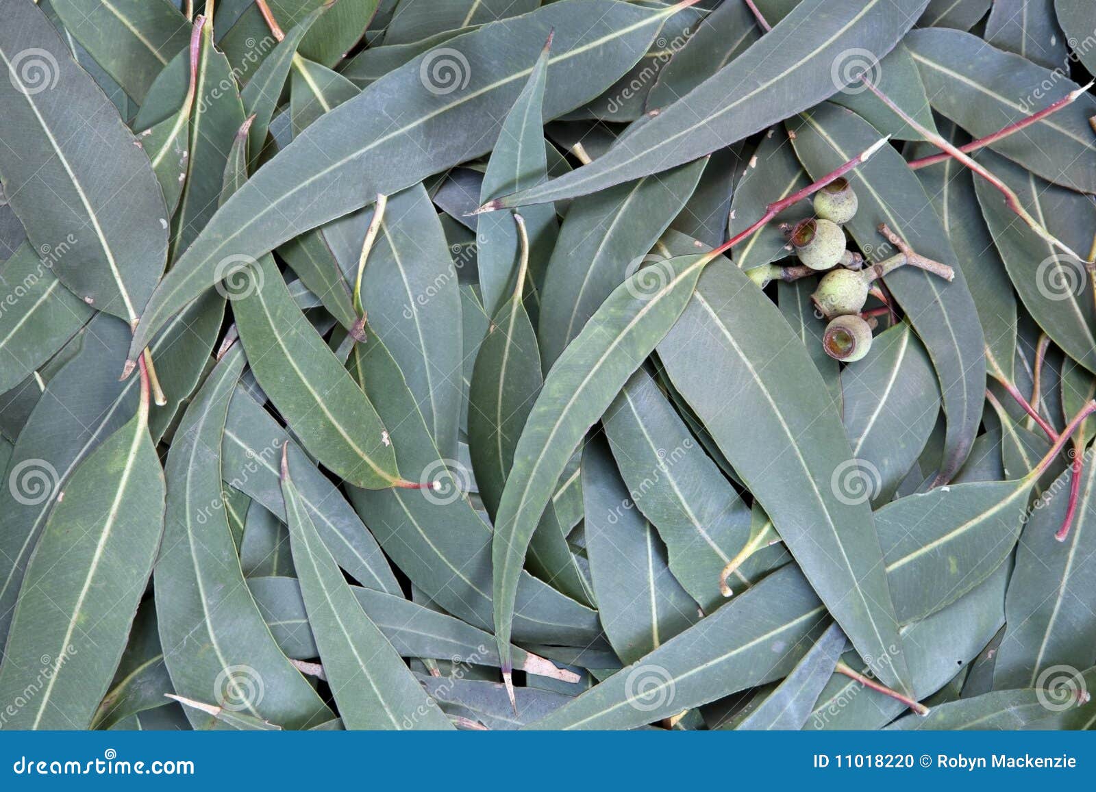 Fondo De La Hoja Del Eucalipto Foto de archivo Imagen de fondo, color