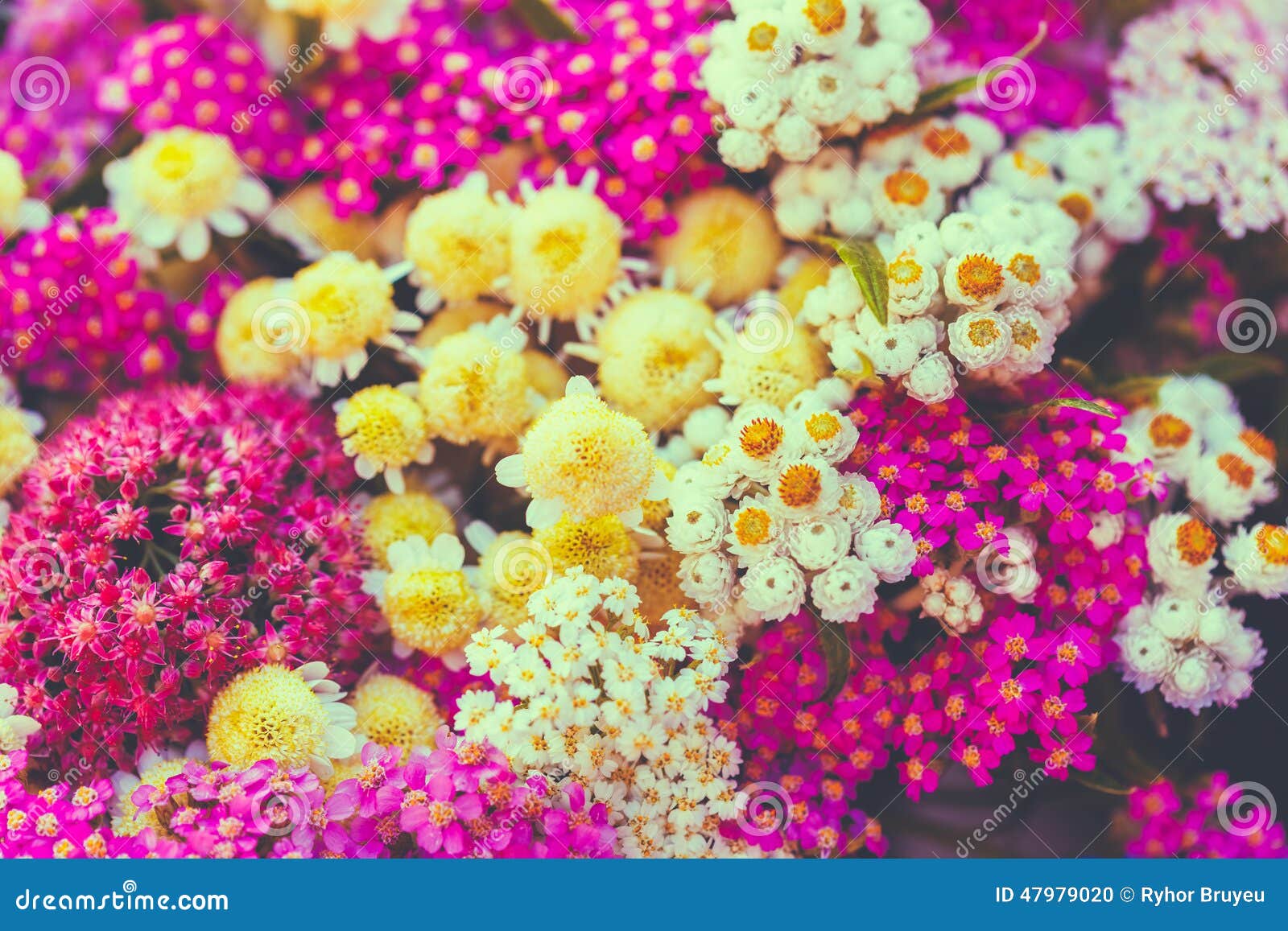 Fondo De Las Flores Salvajes Coloridas Hermosas Del Verano Foto de archivo  - Imagen de diferente, ramo: 47979020