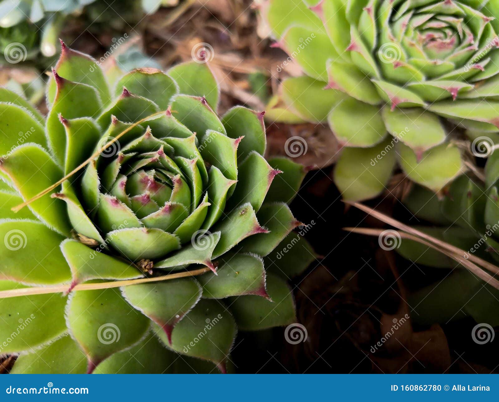 Fondo De Las Flores Suculentas Cactus Y Echeveria Suculenta Foto de archivo  - Imagen de azul, cubo: 160862780