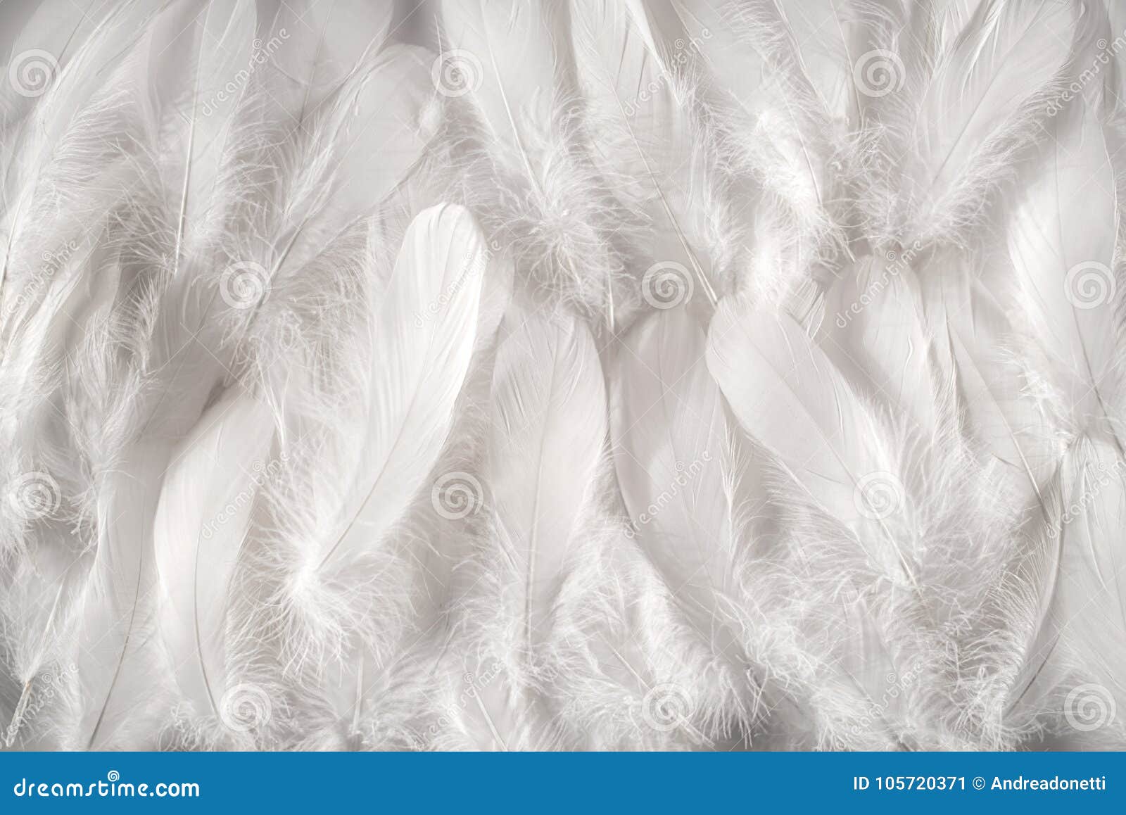 Fondo De Las Plumas Blancas Imagen de archivo - Imagen de blanco, textura:  105720371