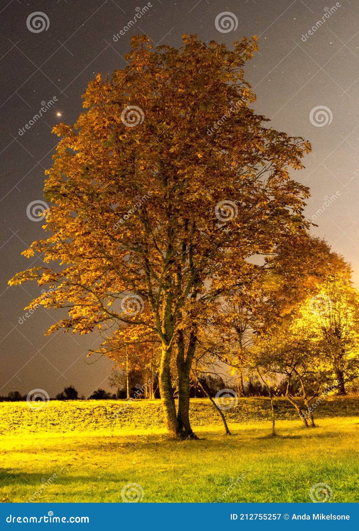 Fondo De Pantalla Con árbol Iluminado Por La Noche En El Parque Hermosos  Colores De Otoño Noche Imagen de archivo - Imagen de paisaje, colorido:  212755257