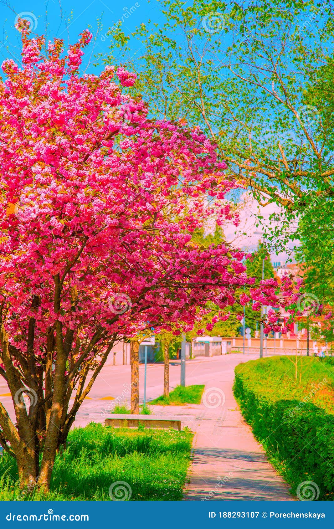 Fondo De Pantalla De Estética De Moda. Calle. árbol De Flores De Cerezo.  Imagen de archivo - Imagen de hermoso, flora: 188293107