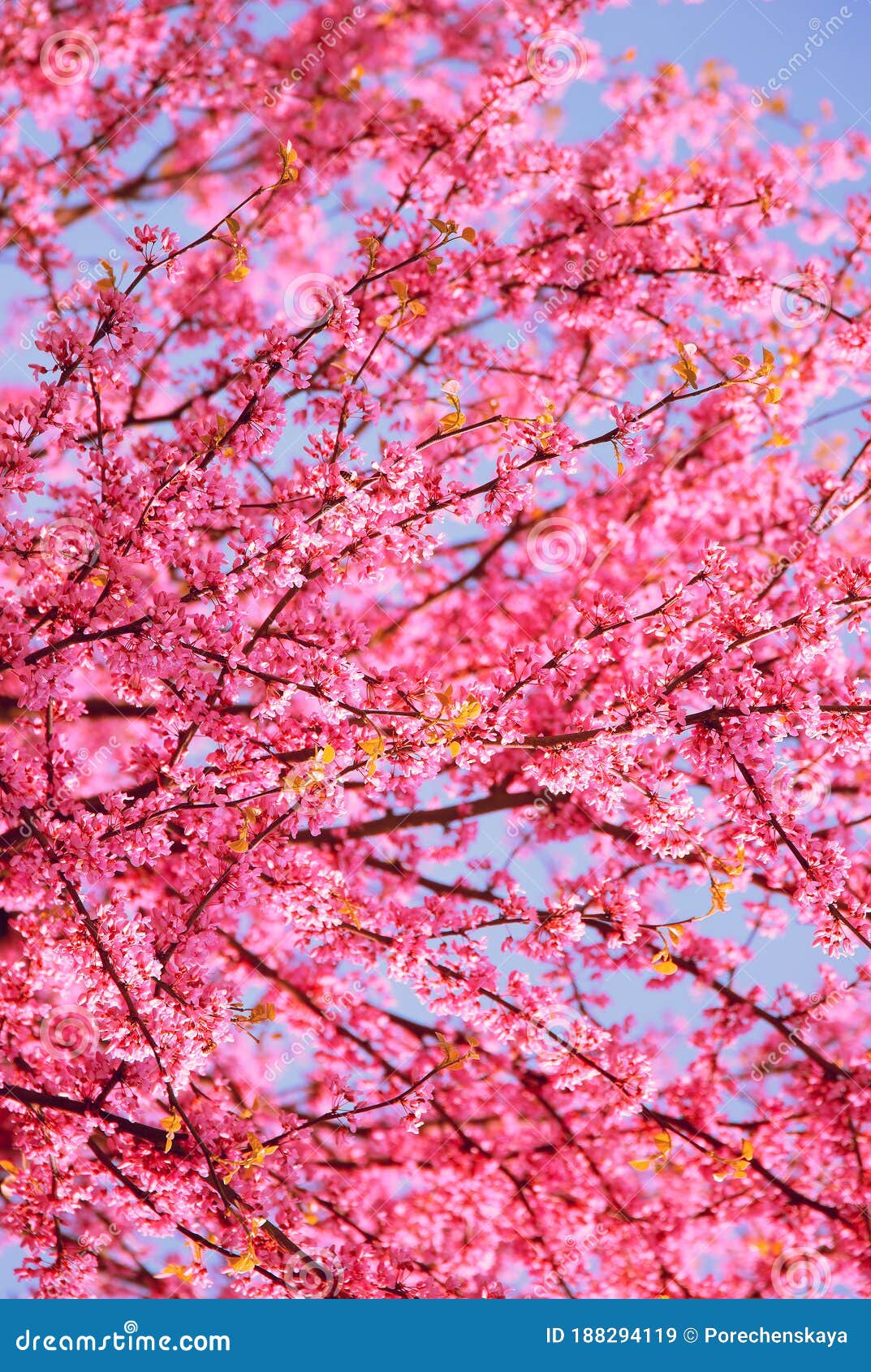Fondo De Pantalla Estético. árbol De Flor Rosa. ánimo De Primavera Imagen  de archivo - Imagen de wallpaper, rosa: 188294119