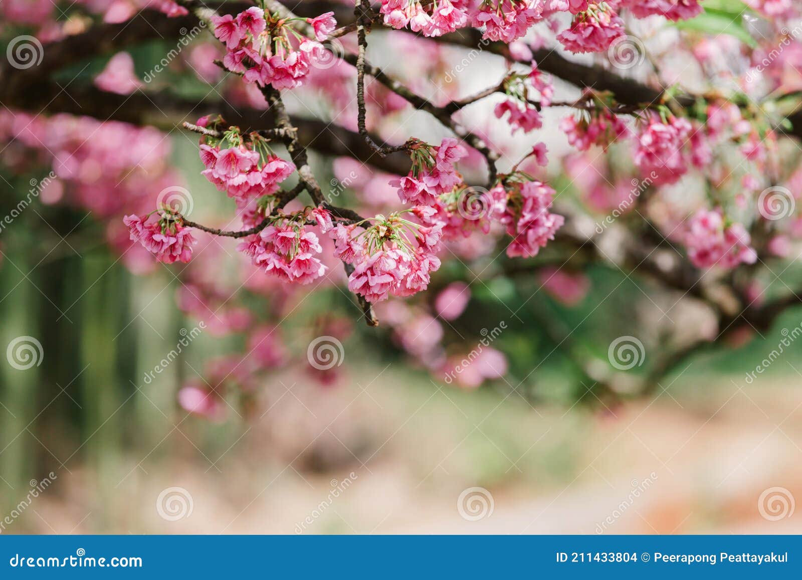 Fondo De Pantalla De Flores De Cerezo Y Sakura Foto de archivo - Imagen de  pétalos, mirando: 211433804
