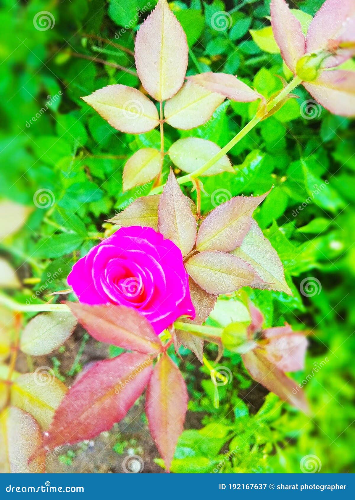 Fondo De Pantalla De Fondo De Imágenes De Flores De Rosas Rojas Rojas Imagen de archivo - Imagen de calidad, wallpaper: 192167637 Fondo De Pantalla De Fondo De Imágenes De Flores De Rosas Rojas Rojas Imagen de archivo - Imagen de calidad, wallpaper: 192167637