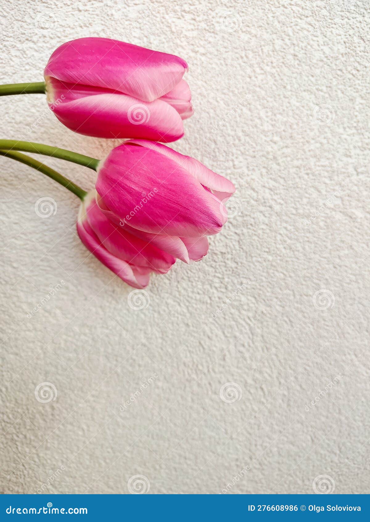 Ramo De Tulipanes Lilas Sobre Fondo Lila Día De Las Madres Día De San  Valentín Concepto De Cumpleaños Foto de stock y más banco de imágenes de  Tulipán  iStock