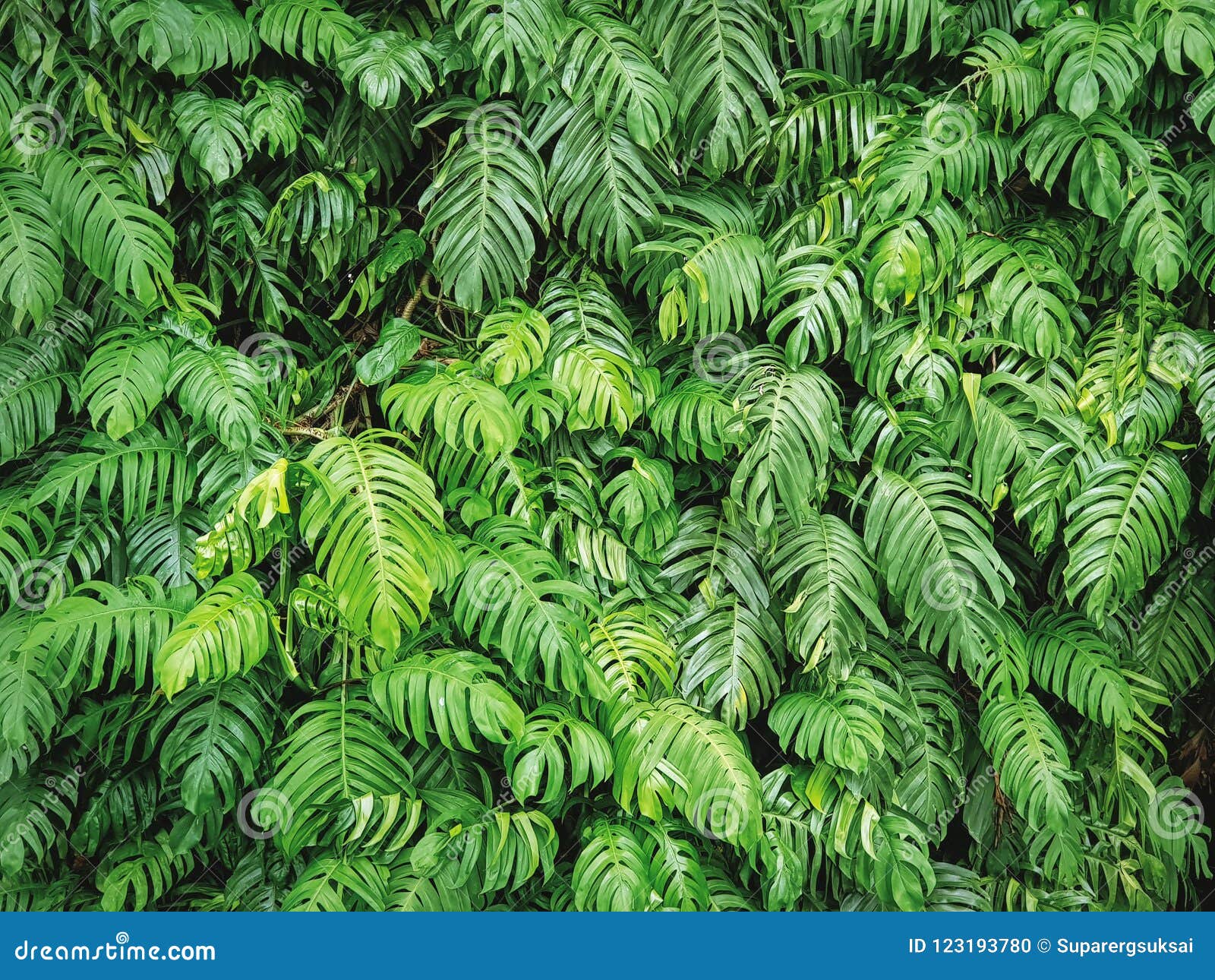 Fondo De Plantas Verdes Frescas En La Selva Foto de archivo - Imagen de  campo, fresco: 123193780