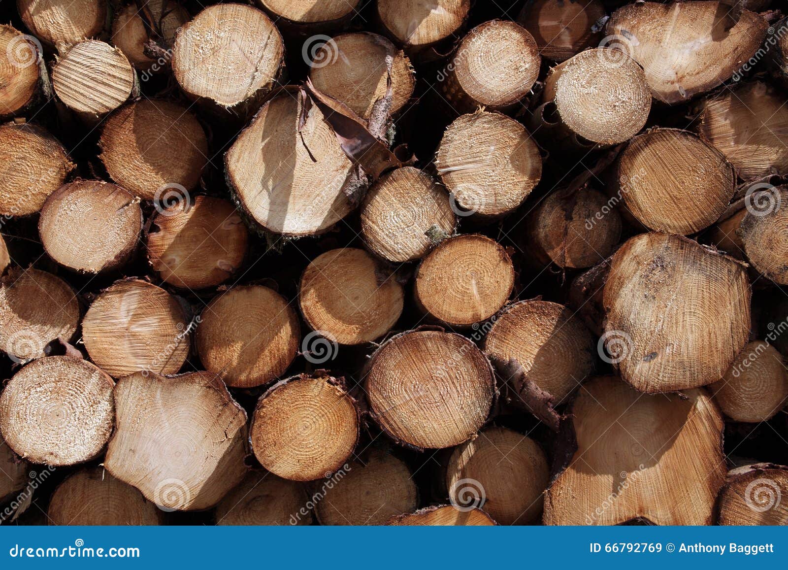Fondo dei ceppi dei pini immagine