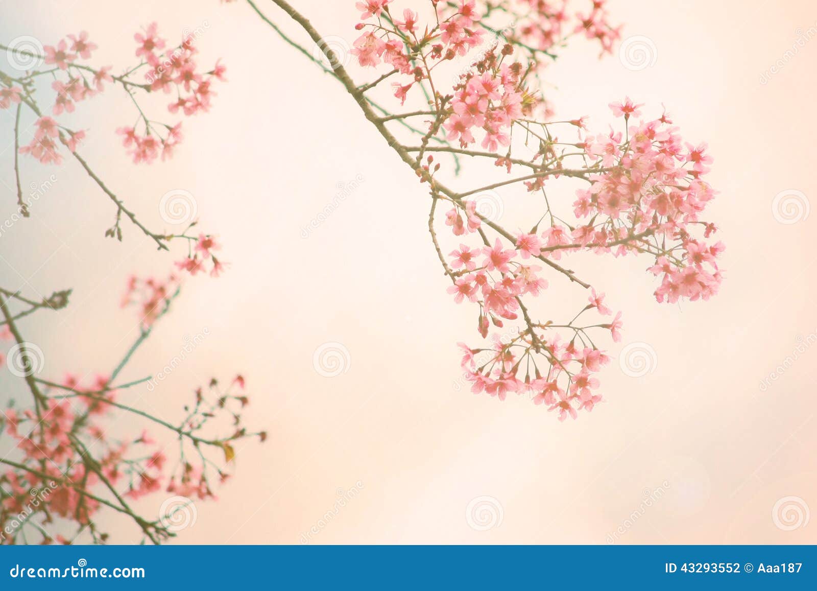 Fondo Del Vintage De La Flor De Cerezo Foto de archivo - Imagen de planta,  japonés: 43293552