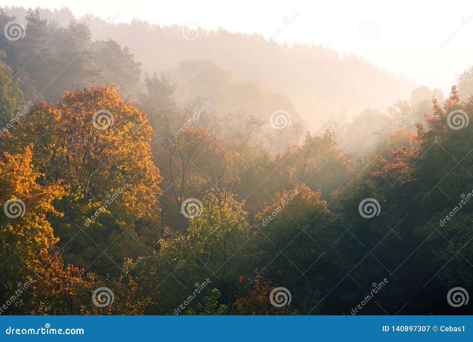 Fondo della natura con il paesaggio della foresta di autunno di mattina. Paesaggio della foresta di autunno nelle prime ore del mattino, fondo colorato dorato della natura