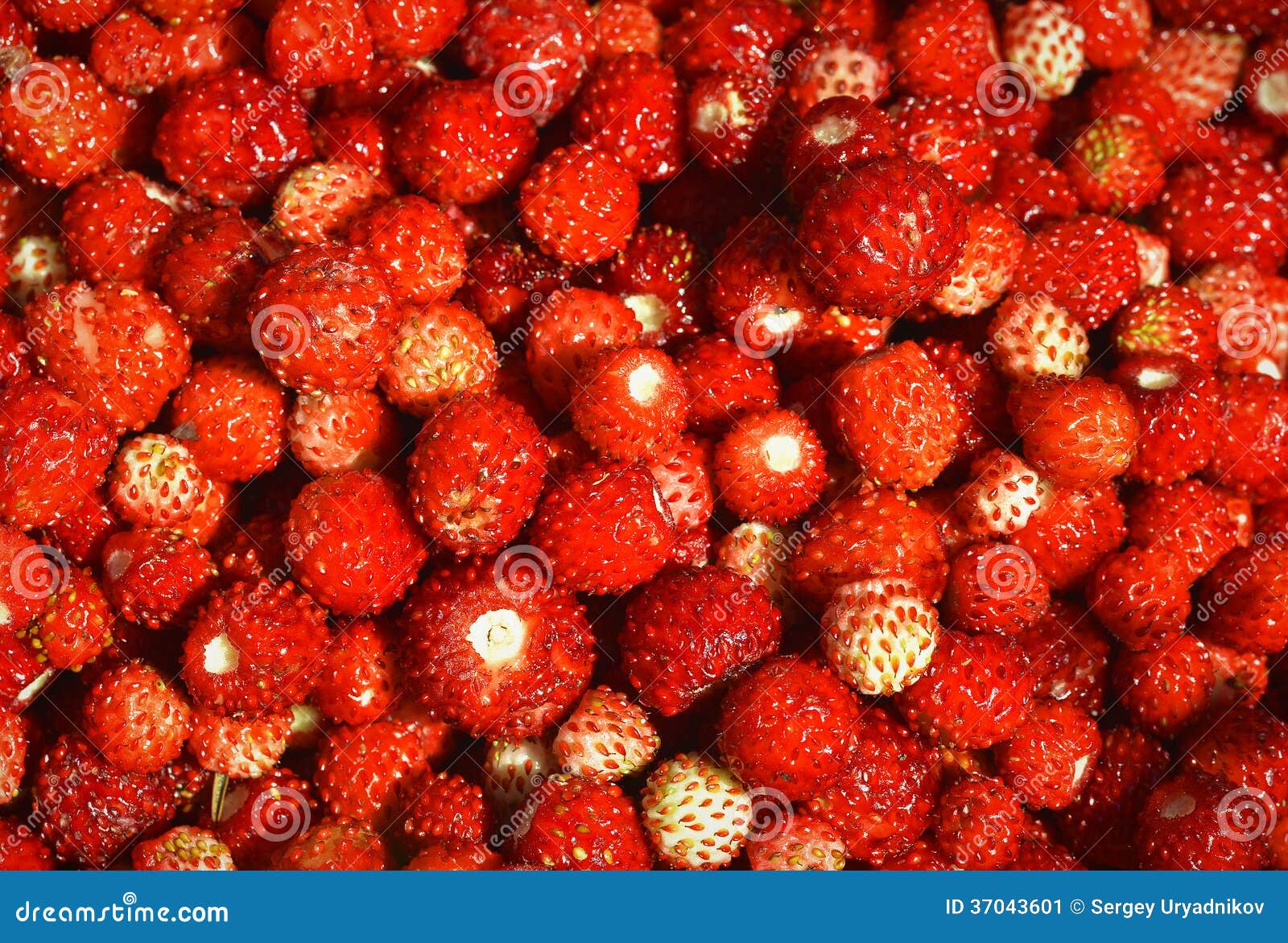 Crescita Delle Fragole Di Bosco Immagine Stock - Immagine Di Fiore - Foto 6