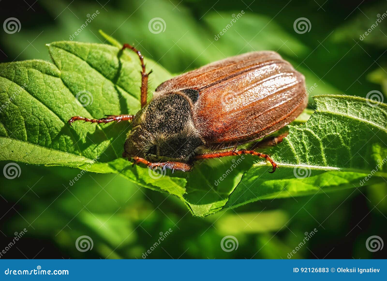 Fondo dettagliato vivo piacevole con lo scarabeo del rinforzo che mangia le foglie verdi Macro foto sparata nello stile moderno Fine in tensione dell'insetto sulla foto Maybug, rizotrogo, insetto