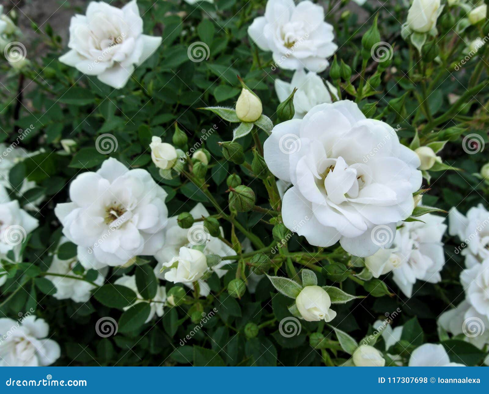 Fondo Floral Elegante Hermoso Con Las Rosas Blancas Delicadas Para Casarse  Diseño Foto de archivo - Imagen de floral, saludo: 117307698
