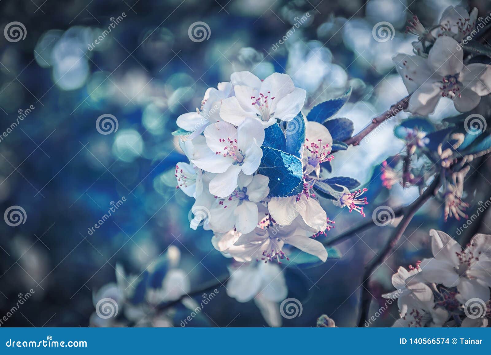 Fondo Hermoso De La Flor De Cerezo De La Flor De Sakura Modelo De La  Tarjeta De Felicitación Profundidad Baja Azul Marino Suave E Foto de  archivo - Imagen de cubo, fondo: