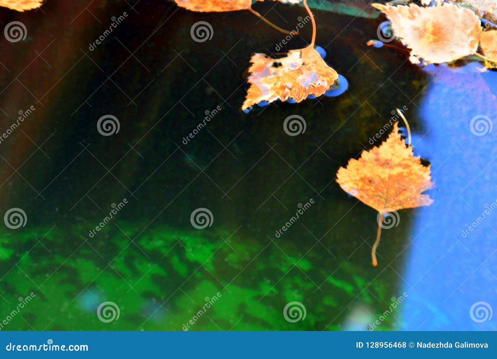 Fondo Hermoso Del Otoño Hojas De Otoño Y Reflexiones Coloridas En El Agua Planeta Verde Foto de archivo - Imagen de calma, plantas: 128956468 Fondo Hermoso Del Otoño Hojas De Otoño Y Reflexiones Coloridas En El Agua Planeta Verde Foto de archivo - Imagen de calma, plantas: 128956468