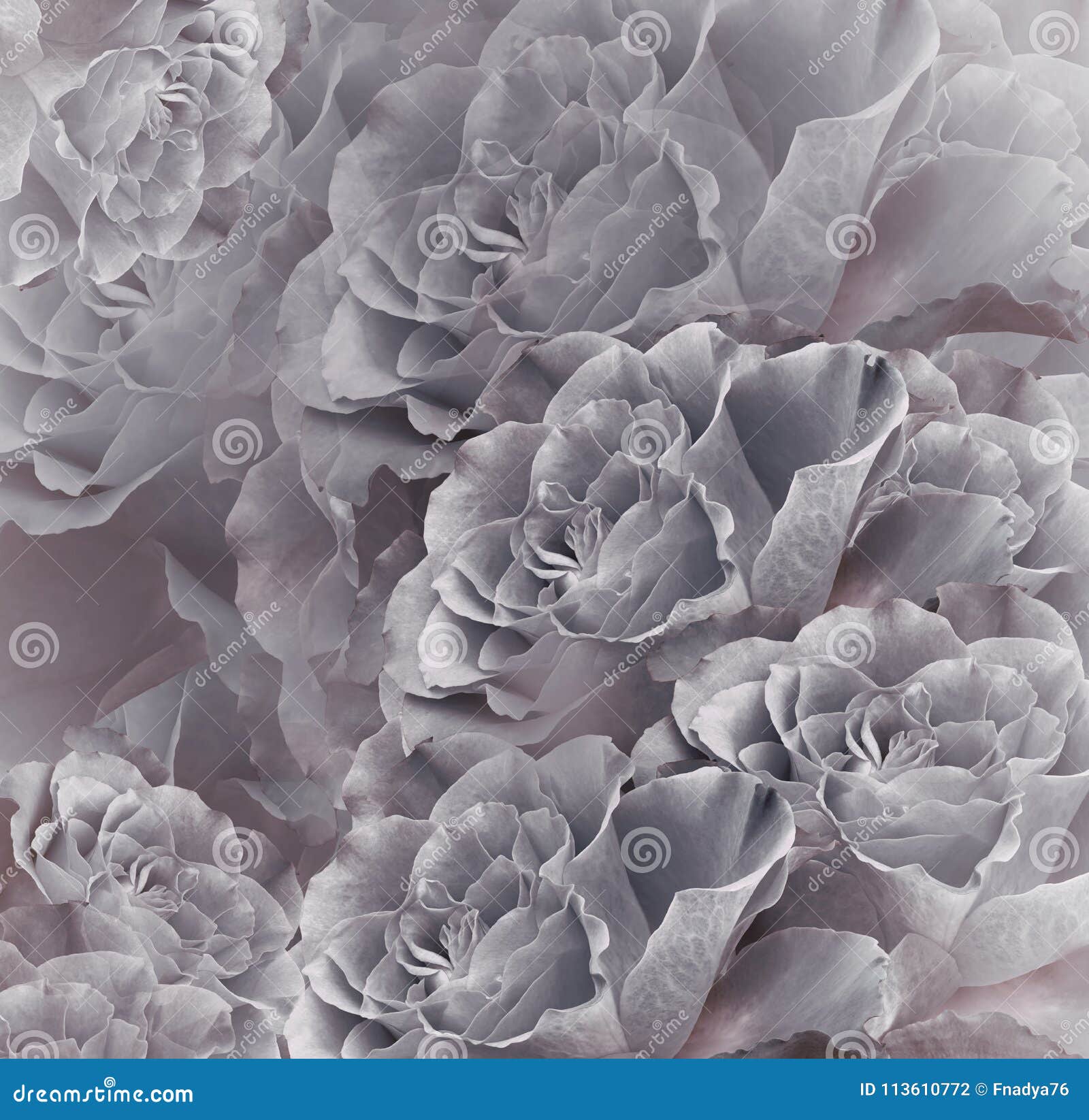 Fondo Hermoso Gris-rosado Del Vintage Floral Composición De La Flor Ramo De  Flores De Rosas Grises Primer Foto de archivo - Imagen de collage, rosa:  113610772