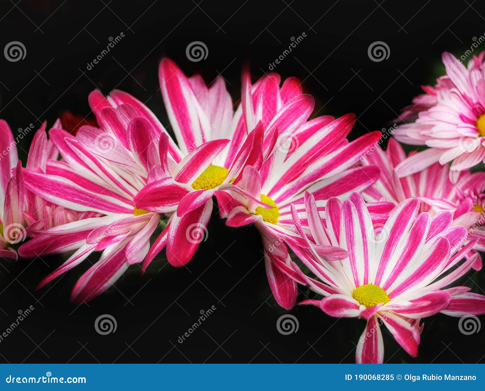 Fondo Natural Con Flores Espectaculares En El Jardín Imagen de archivo -  Imagen de nadie, florecido: 190068285