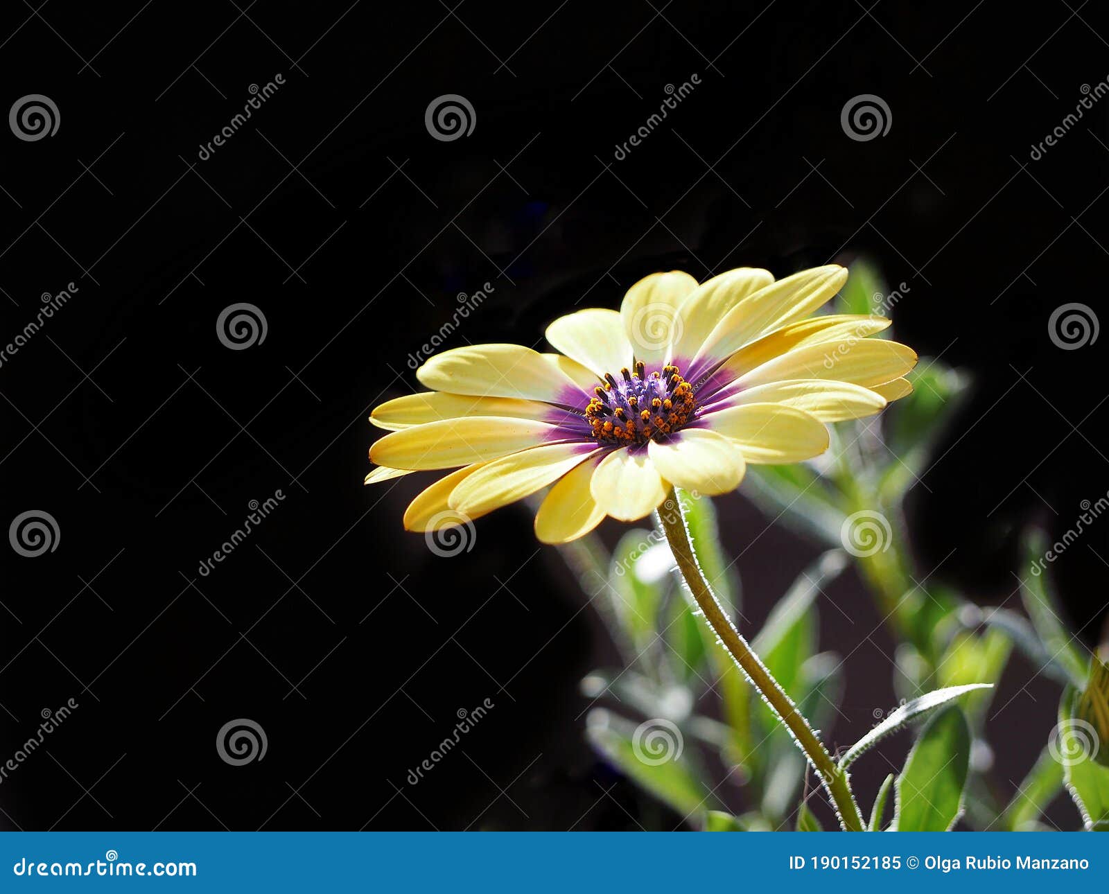 Fondo Natural Con Flores Espectaculares En El Jardín Imagen de archivo - Imagen de ecosistema, fondo: 190152185 Fondo Natural Con Flores Espectaculares En El Jardín Imagen de archivo - Imagen de ecosistema, fondo: 190152185