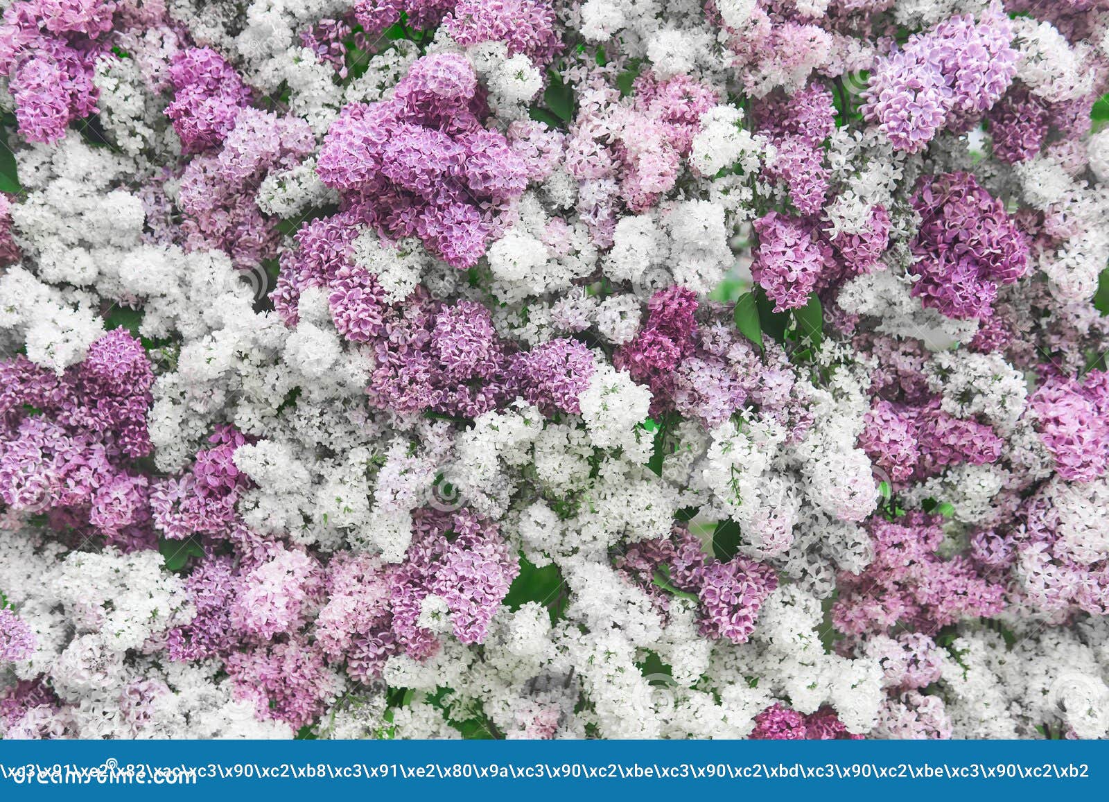 Fondo Natural De Lilas Blanco Púrpura Floración Rosa Imagen de archivo -  Imagen de arreglo, resorte: 220280925
