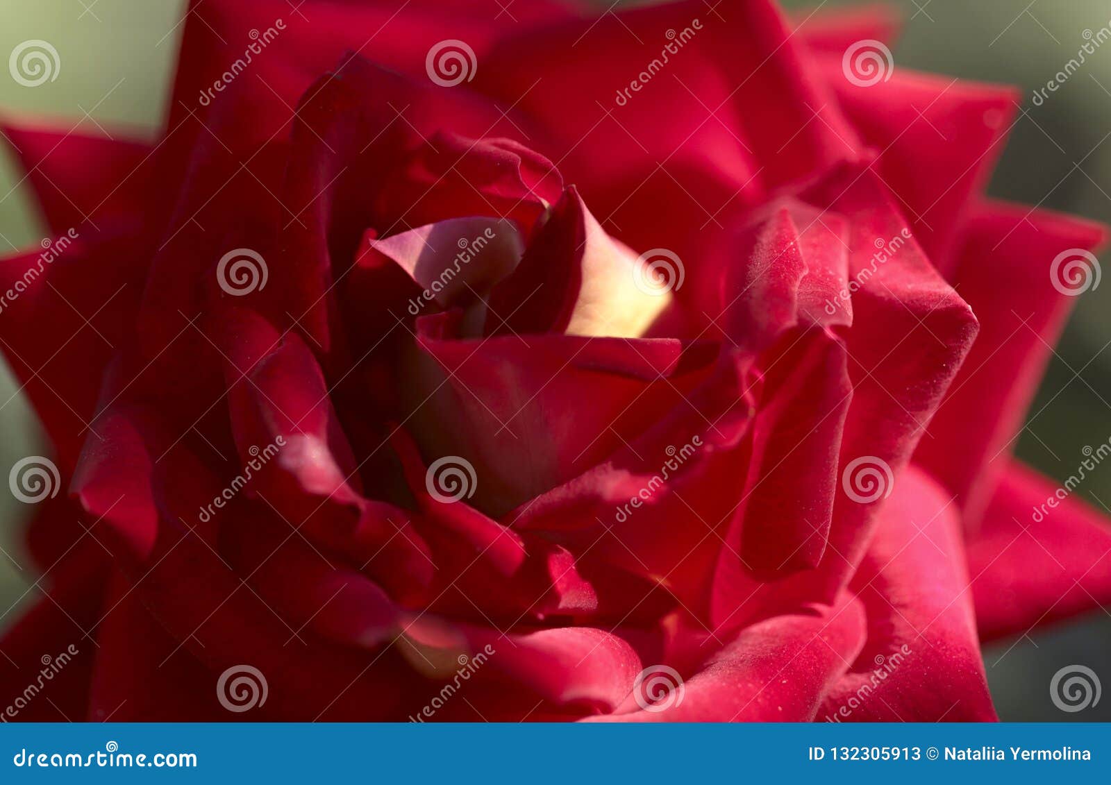 Fondo Natural De Una Flor Color De Rosa Roja Grande Imagen de archivo -  Imagen de colorido, travieso: 132305913