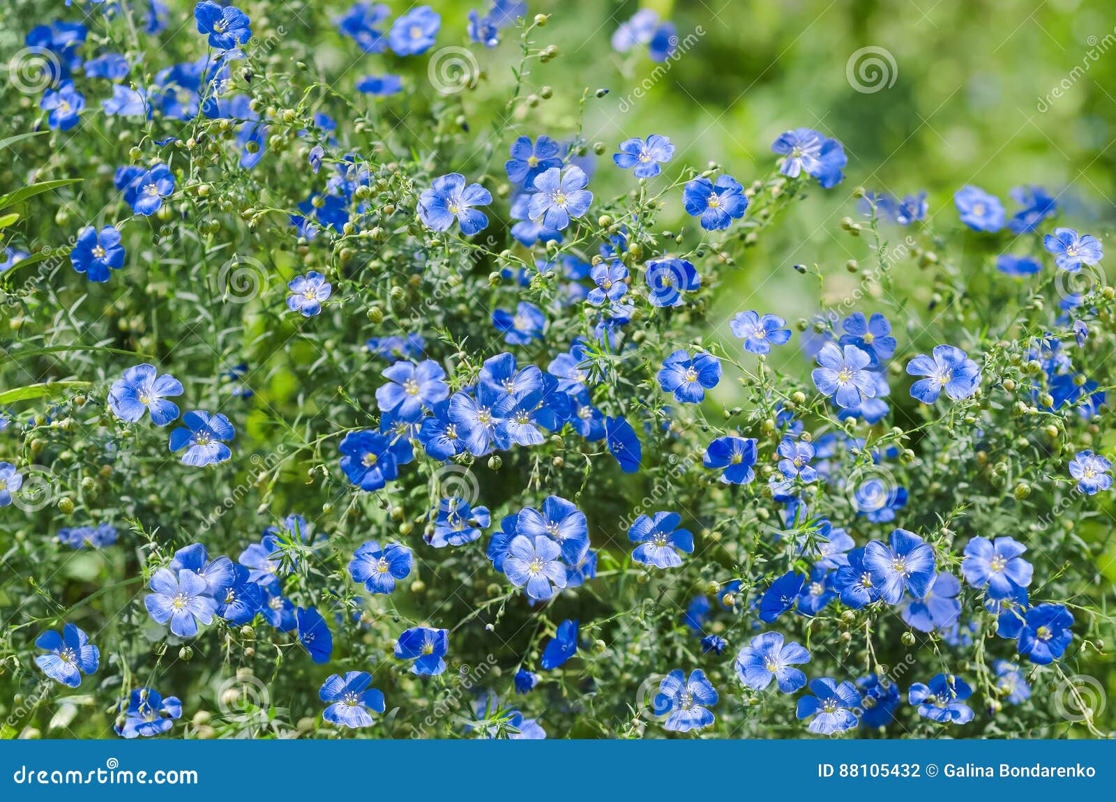 Fondo Natural Del Verano Con Las Flores Azules Foto de archivo - Imagen de  verde, resorte: 88105432